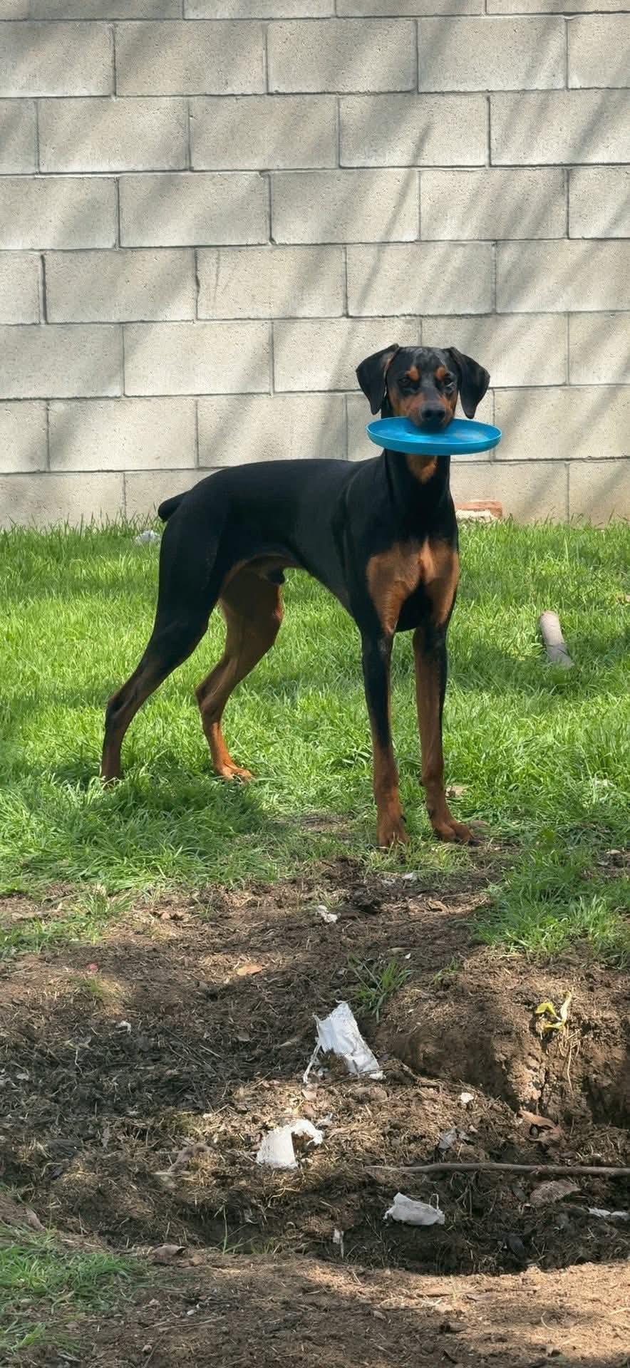 King, a Adoptable Doberman Pinscher in Nipomo, CA image 4/6