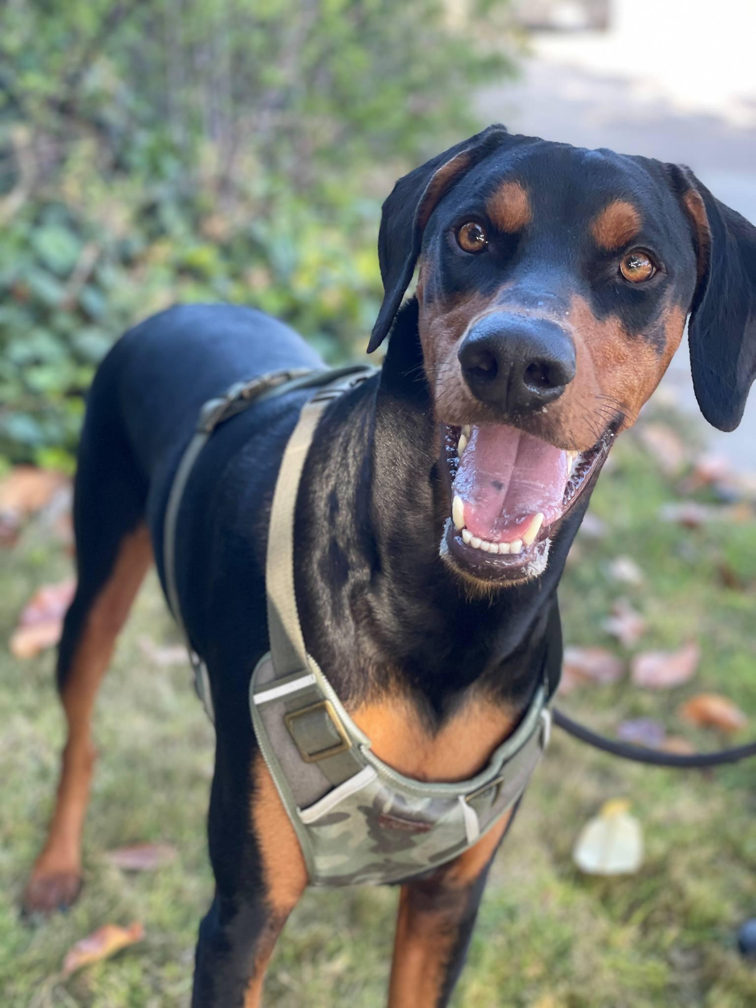 King, a Adoptable Doberman Pinscher in Nipomo, CA image 1/6
