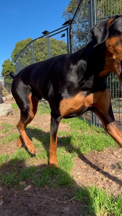 Enlarge King, an adopted Doberman Pinscher in Nipomo, CA video 5/6