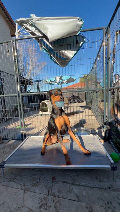 Enlarge King, a Adoptable Doberman Pinscher in Nipomo, CA video 2/6