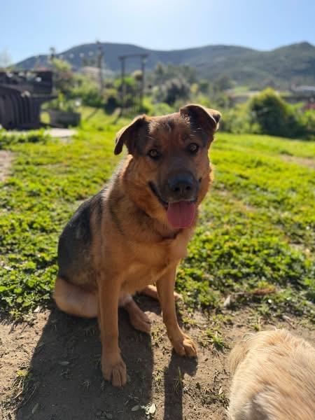 Enlarge Finch - One of a bonded pair. , a ADOPTABLE mixed breed in MURRIETA, CA image 2/6