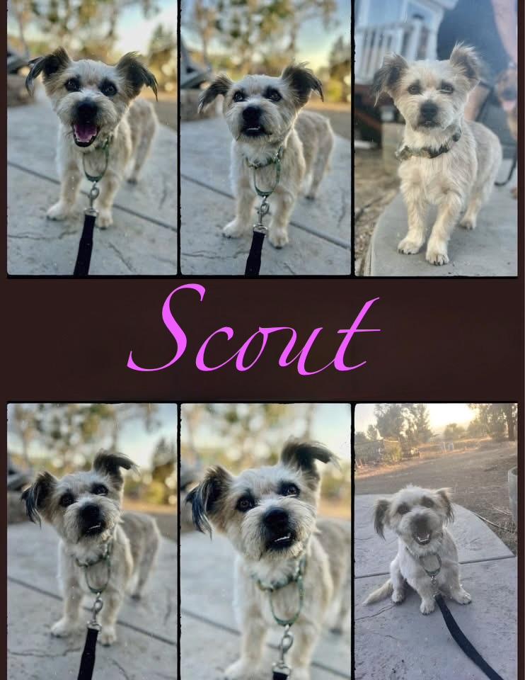 Enlarge Finch - One of a bonded pair. , a ADOPTABLE mixed breed in MURRIETA, CA image 4/6
