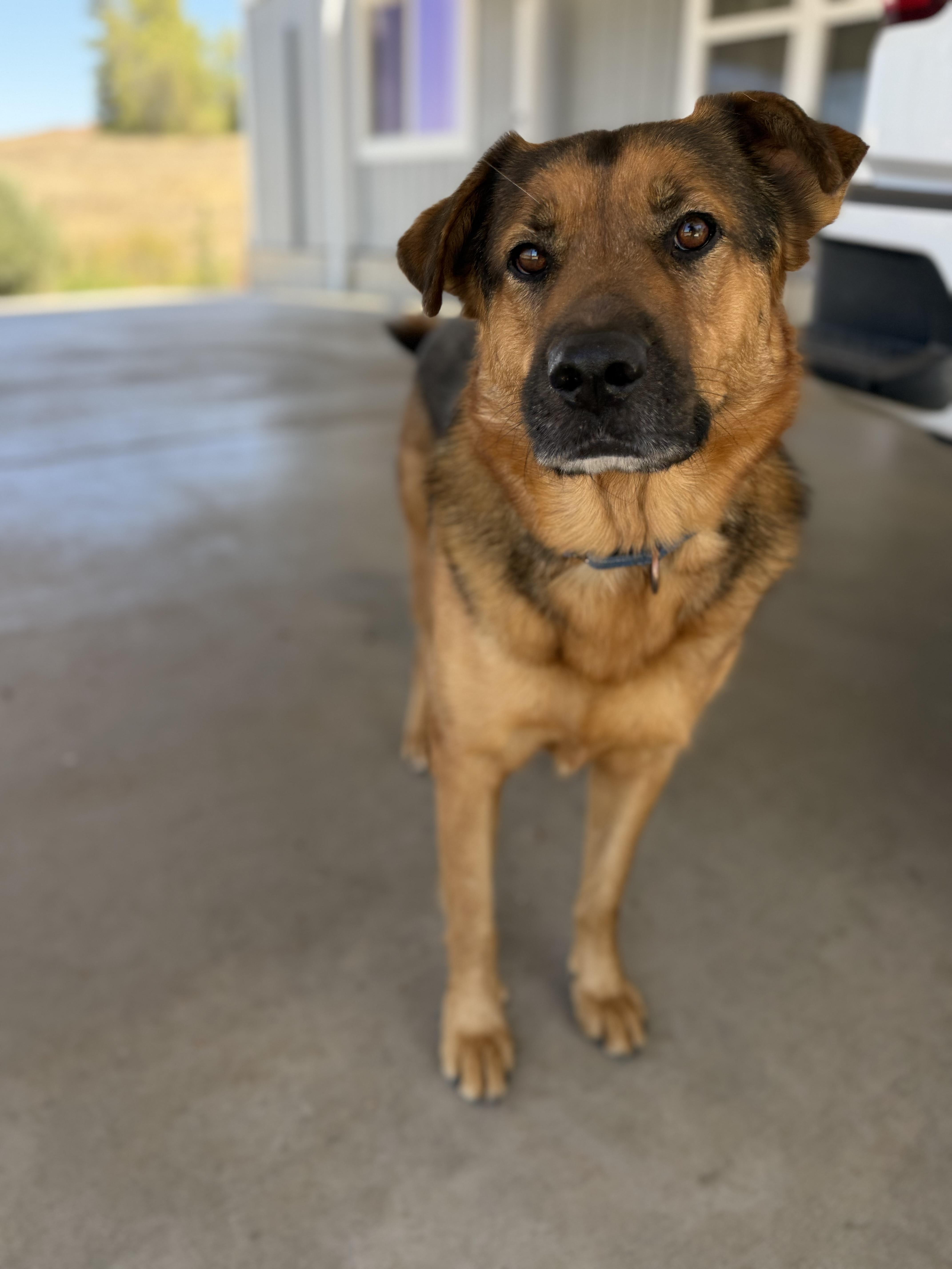 Enlarge Finch, a ADOPTABLE mixed breed in MURRIETA, CA image 4/6