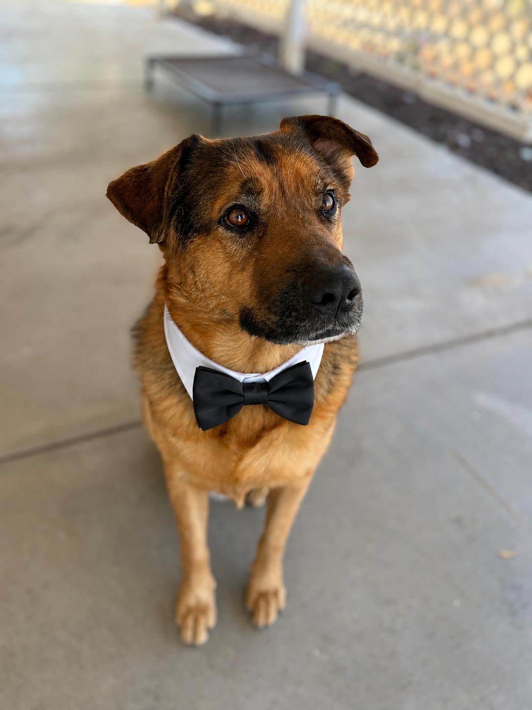 Enlarge Finch, a ADOPTABLE mixed breed in MURRIETA, CA image 3/6
