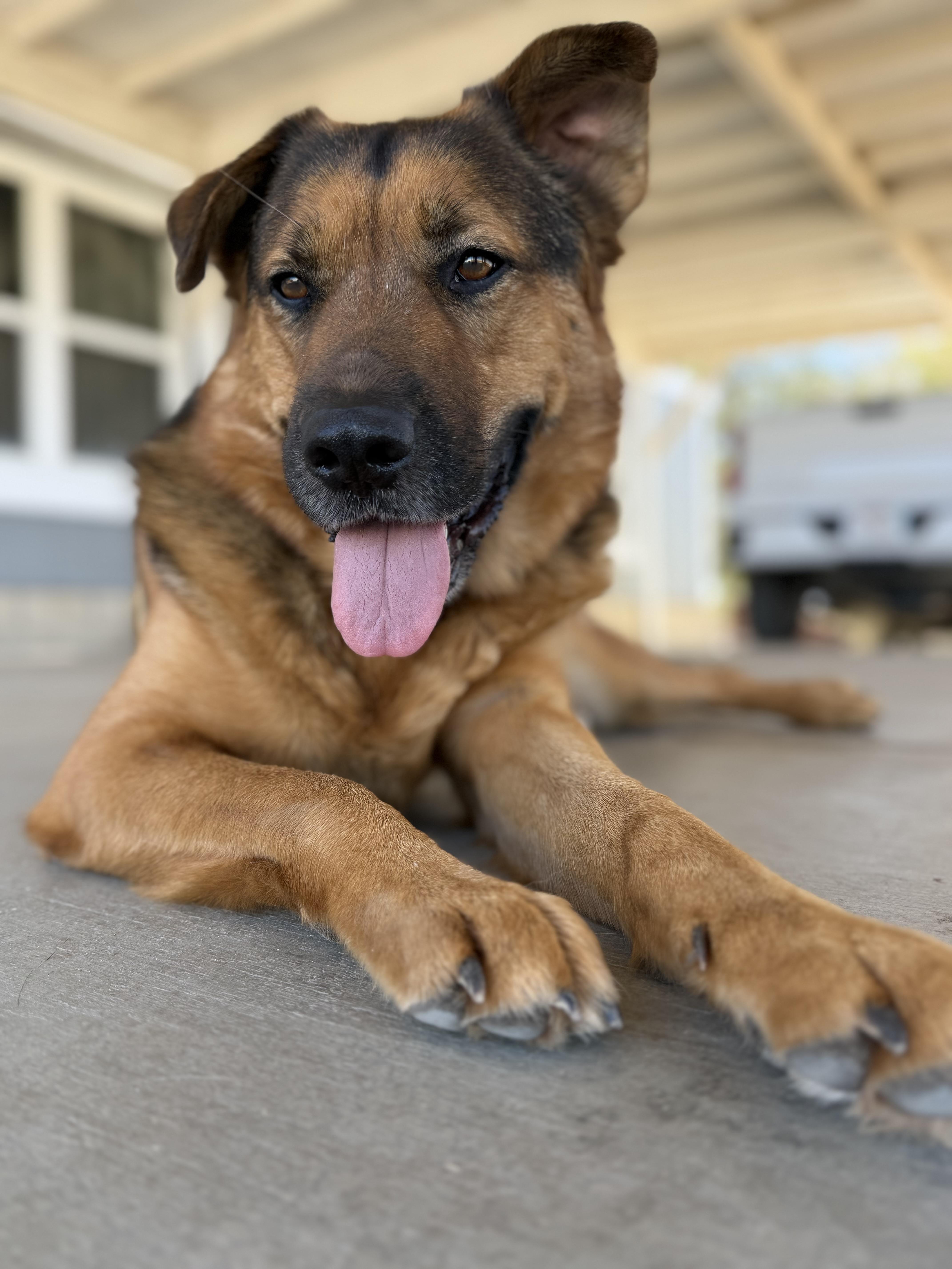 Finch, ADOPTABLE, Adult Male German Shepherd Dog.