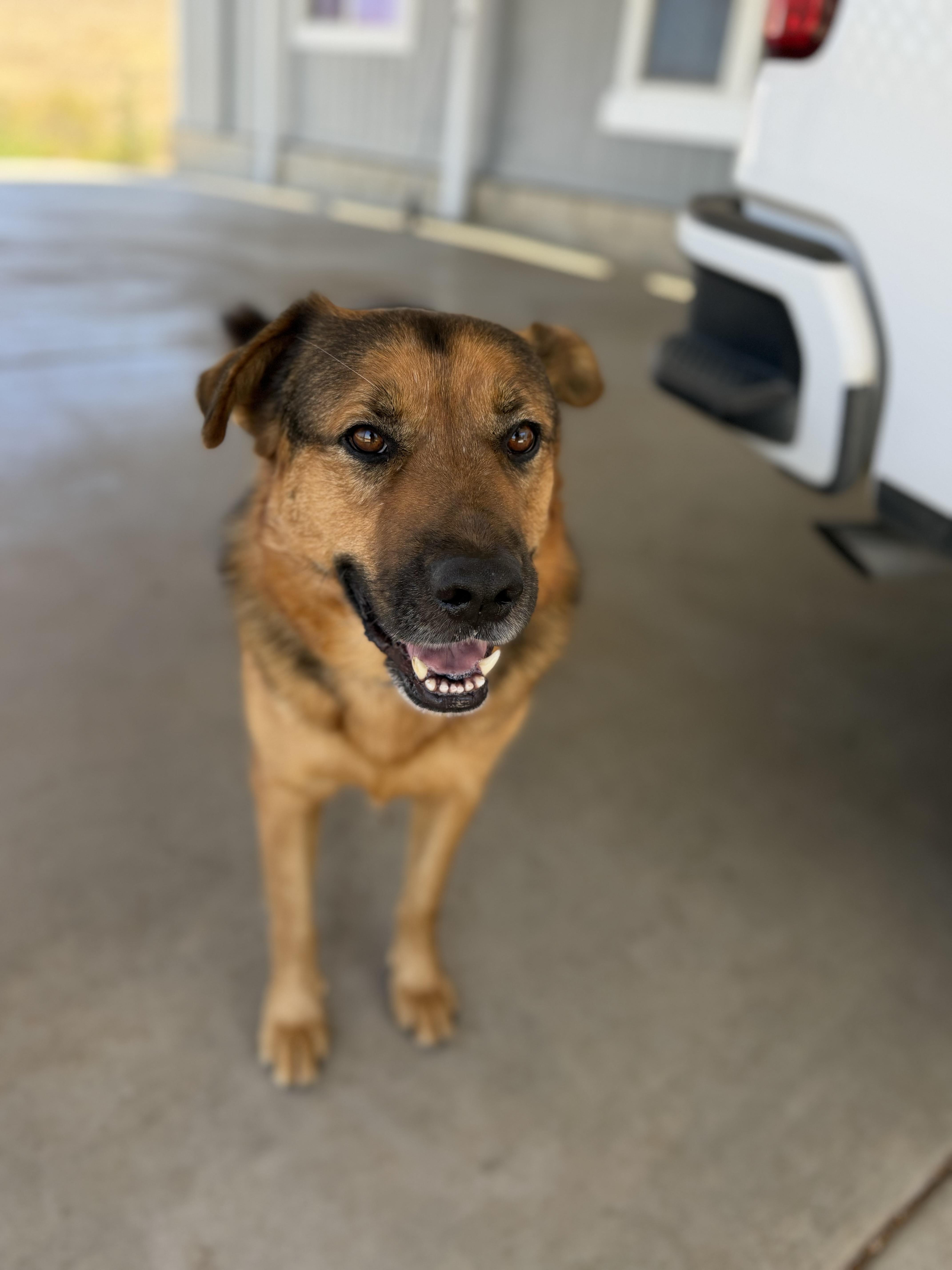 Enlarge Finch, a ADOPTABLE mixed breed in MURRIETA, CA image 6/6