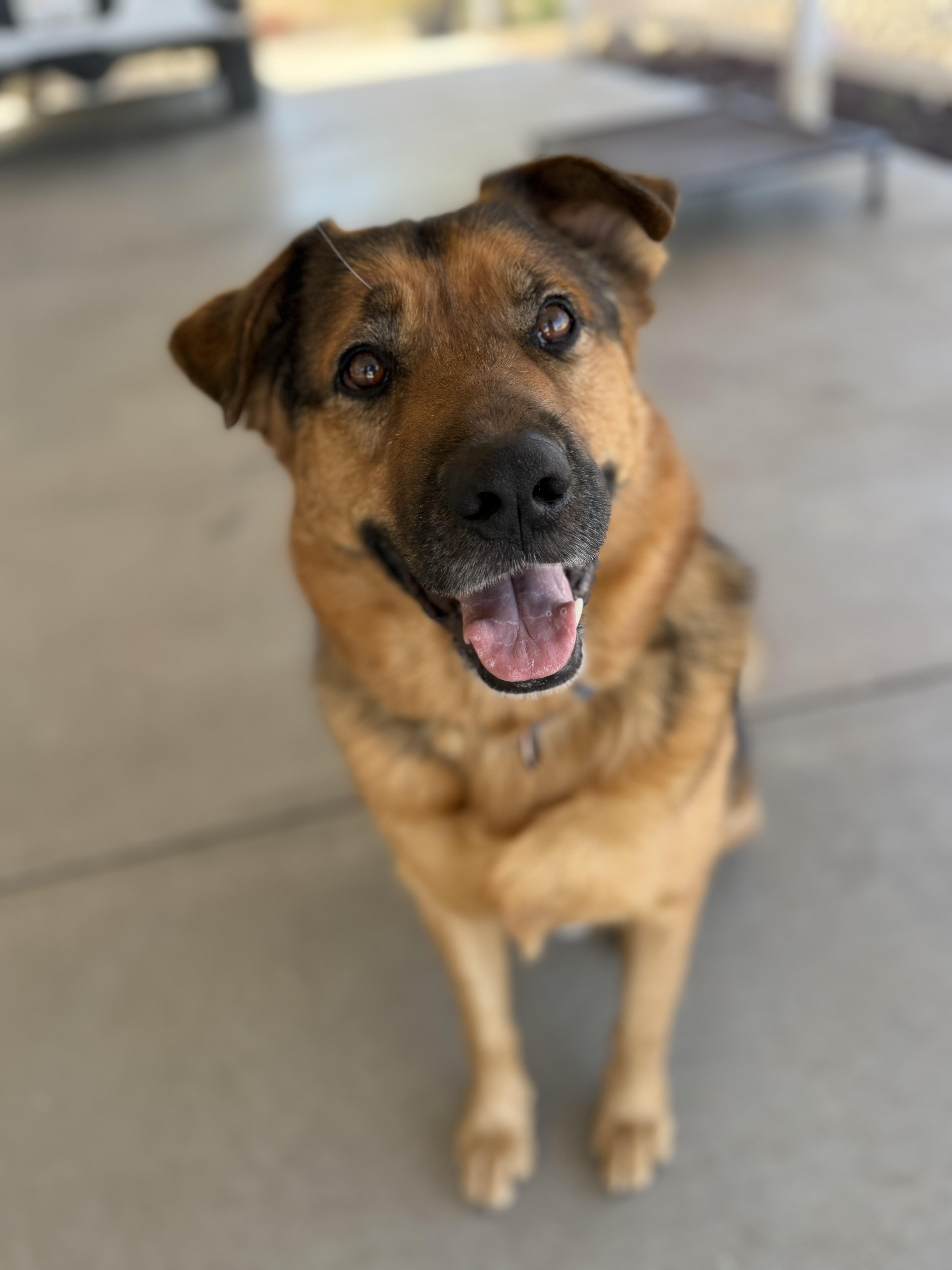 Enlarge Finch, a ADOPTABLE mixed breed in MURRIETA, CA image 5/6