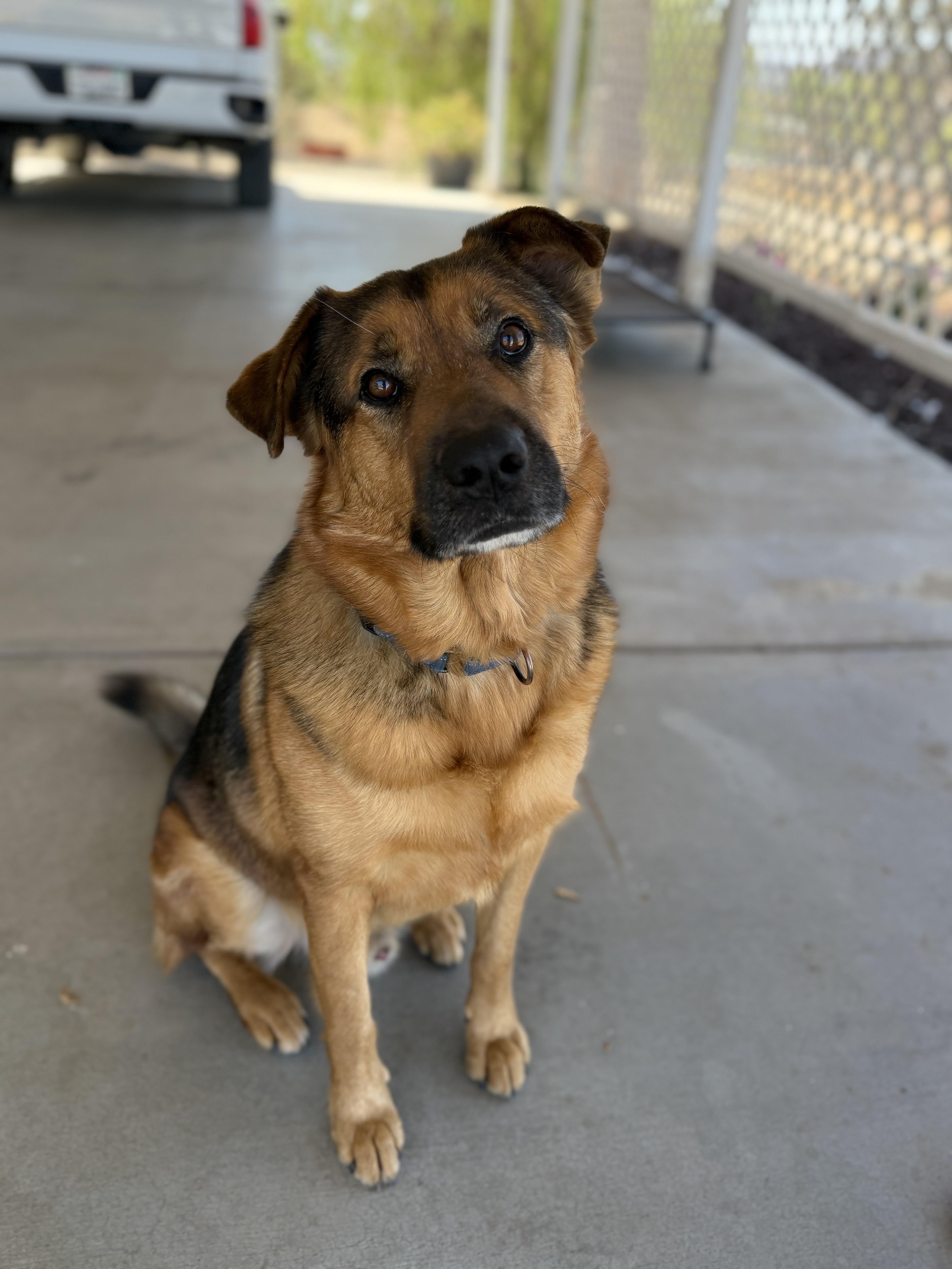 Enlarge Finch, a ADOPTABLE mixed breed in MURRIETA, CA image 2/6