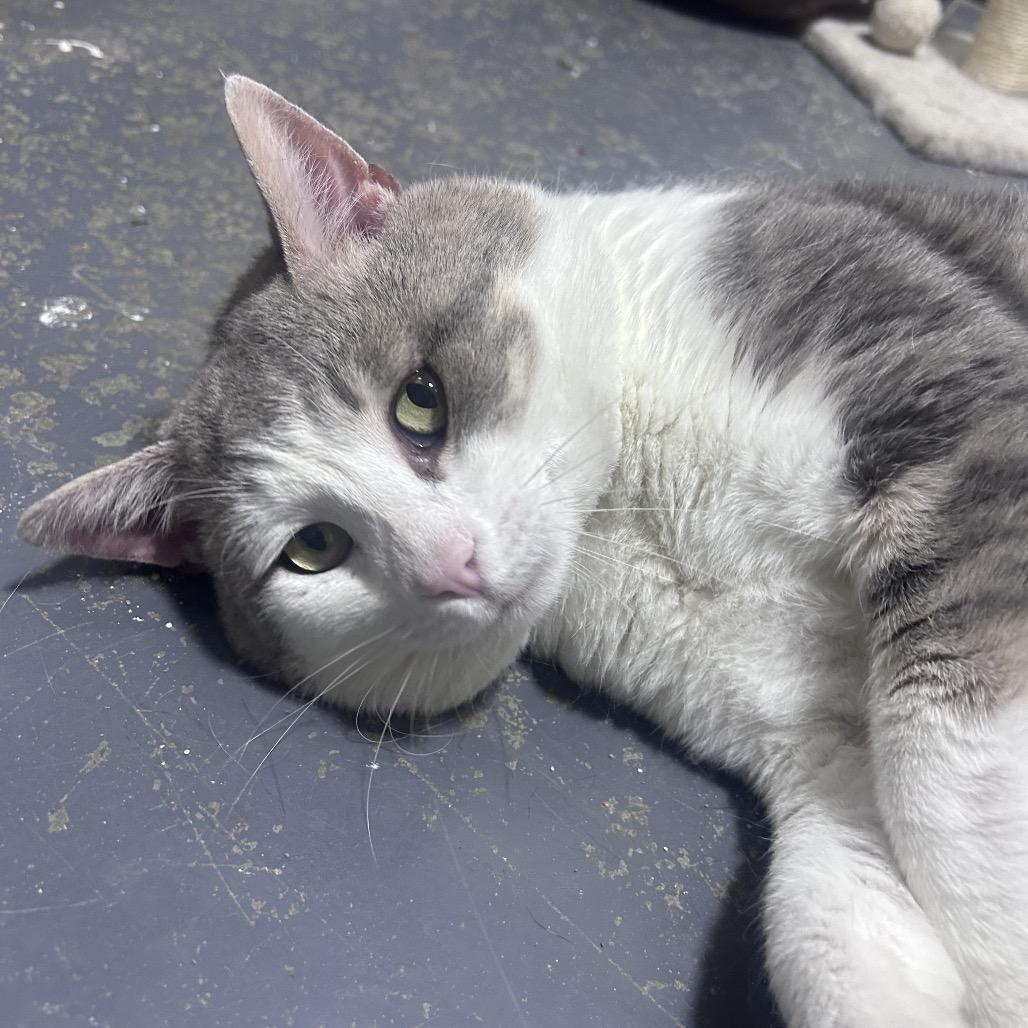 Buddy, Adoptable, Adult Male Domestic Short Hair.