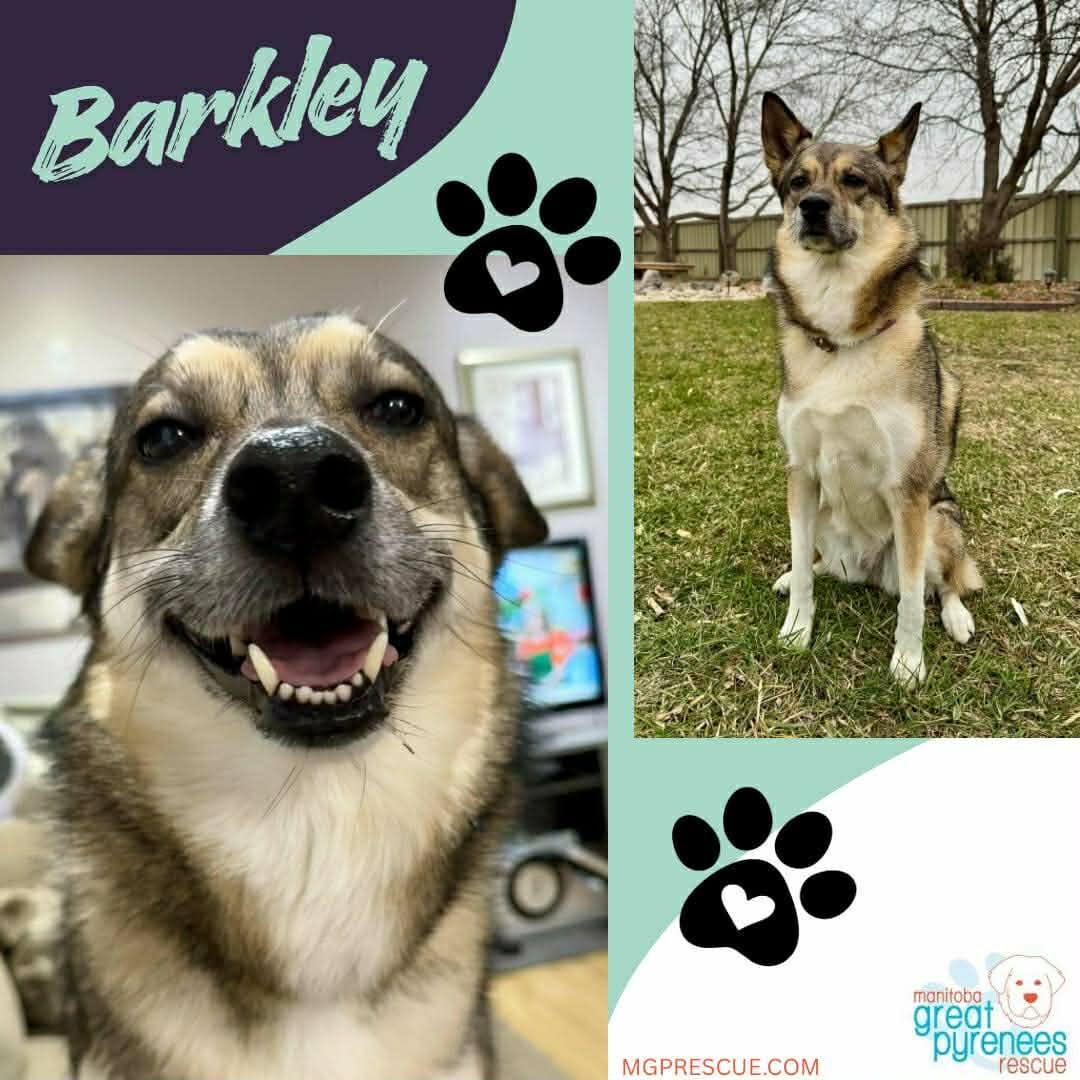 Barkley, a Adoptable mixed breed in New Bothwell, MB image 1/3