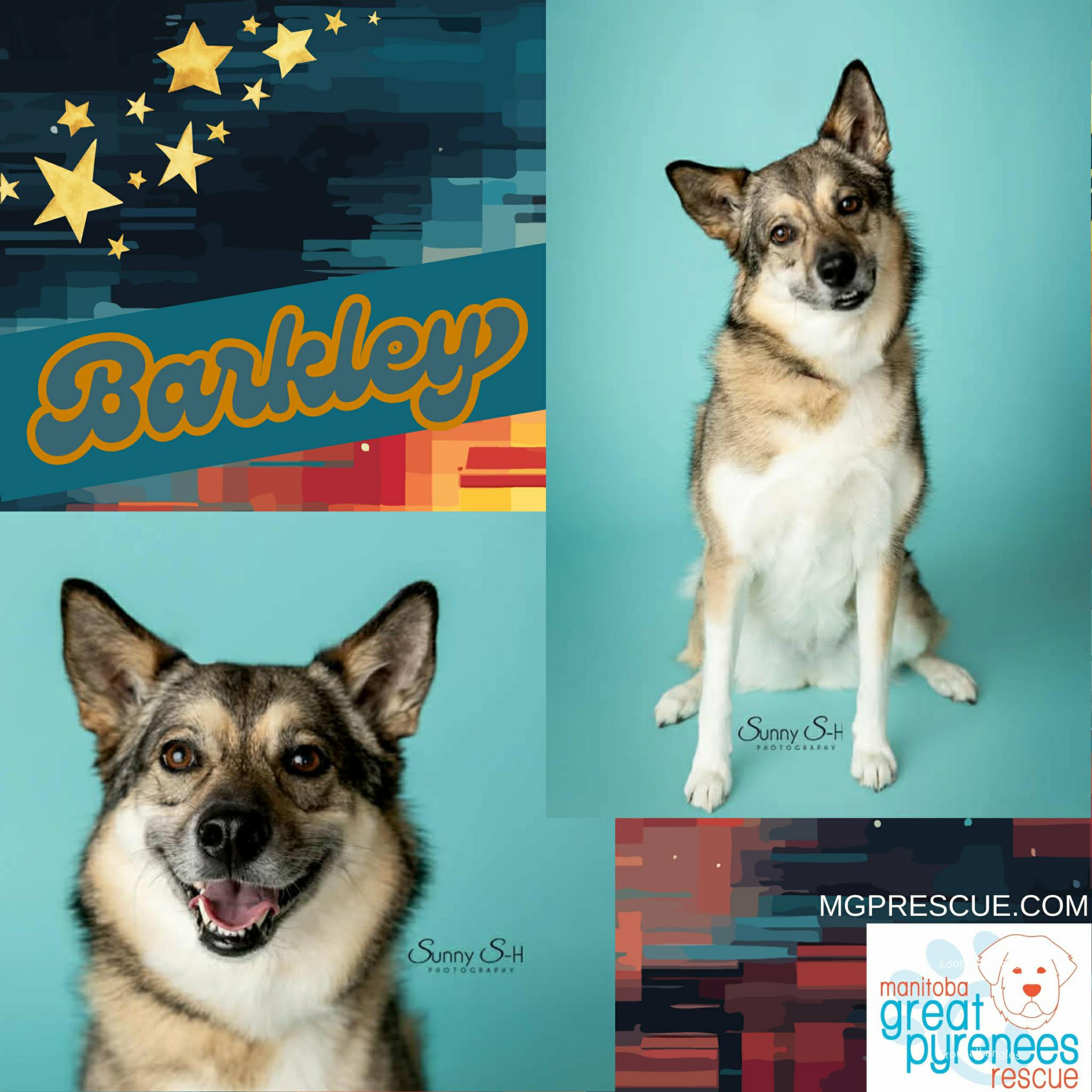 Enlarge Barkley, a Adoptable mixed breed in New Bothwell, MB image 1/4