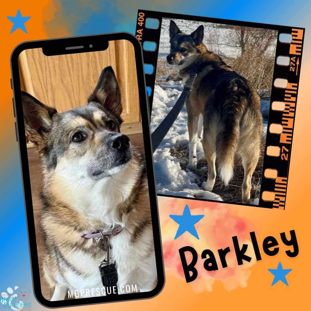 Enlarge Barkley, a Adoptable mixed breed in New Bothwell, MB image 2/2