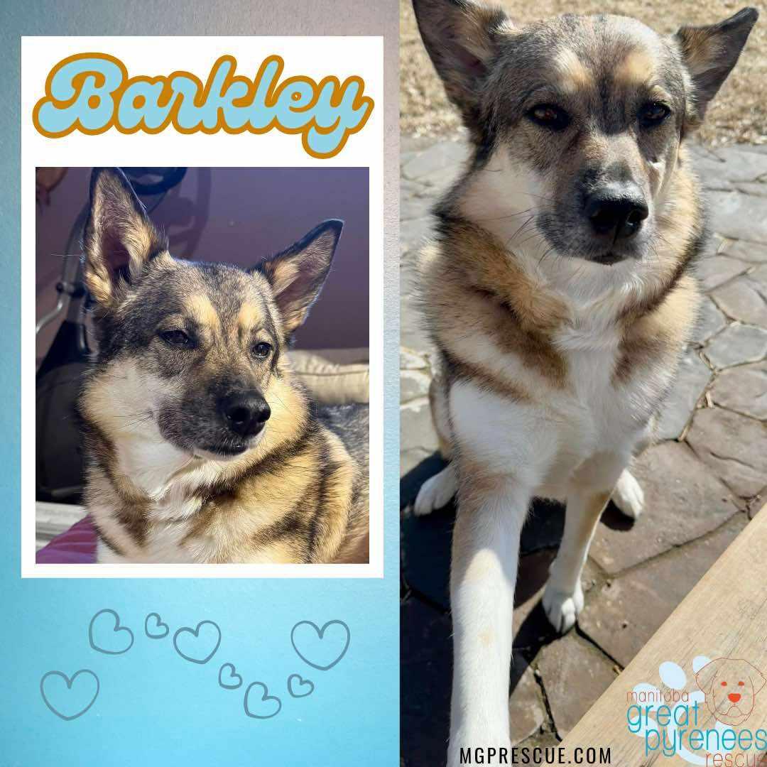 Barkley, Adoptable, Adult Female Shepherd.
