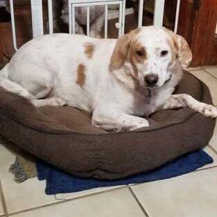 Lyla, Adoptable, Adult Female Pointer.