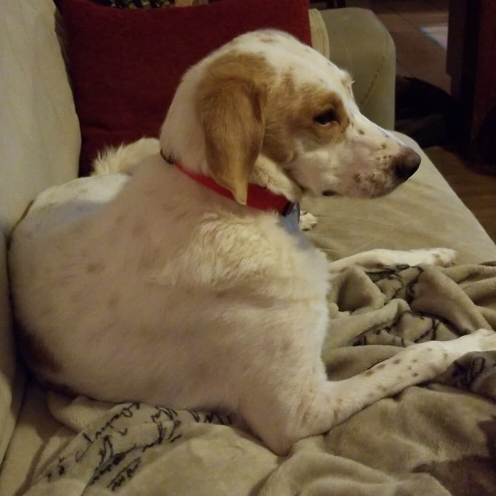 Lyla, a Adoptable mixed breed in Milford, CT image 2/5