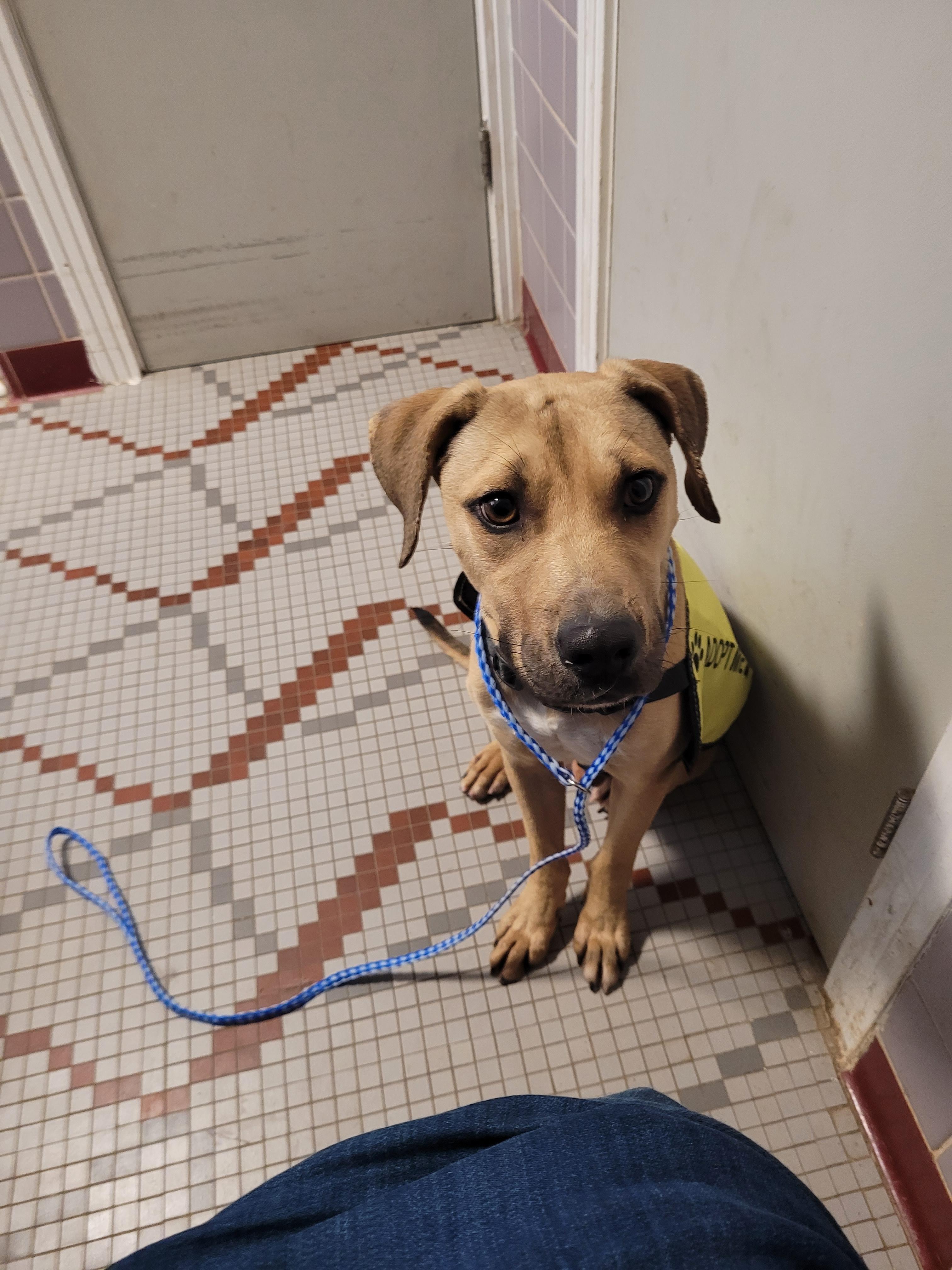 Charlie, ADOPTABLE, Puppy Male Labrador Retriever & Mountain Cur.