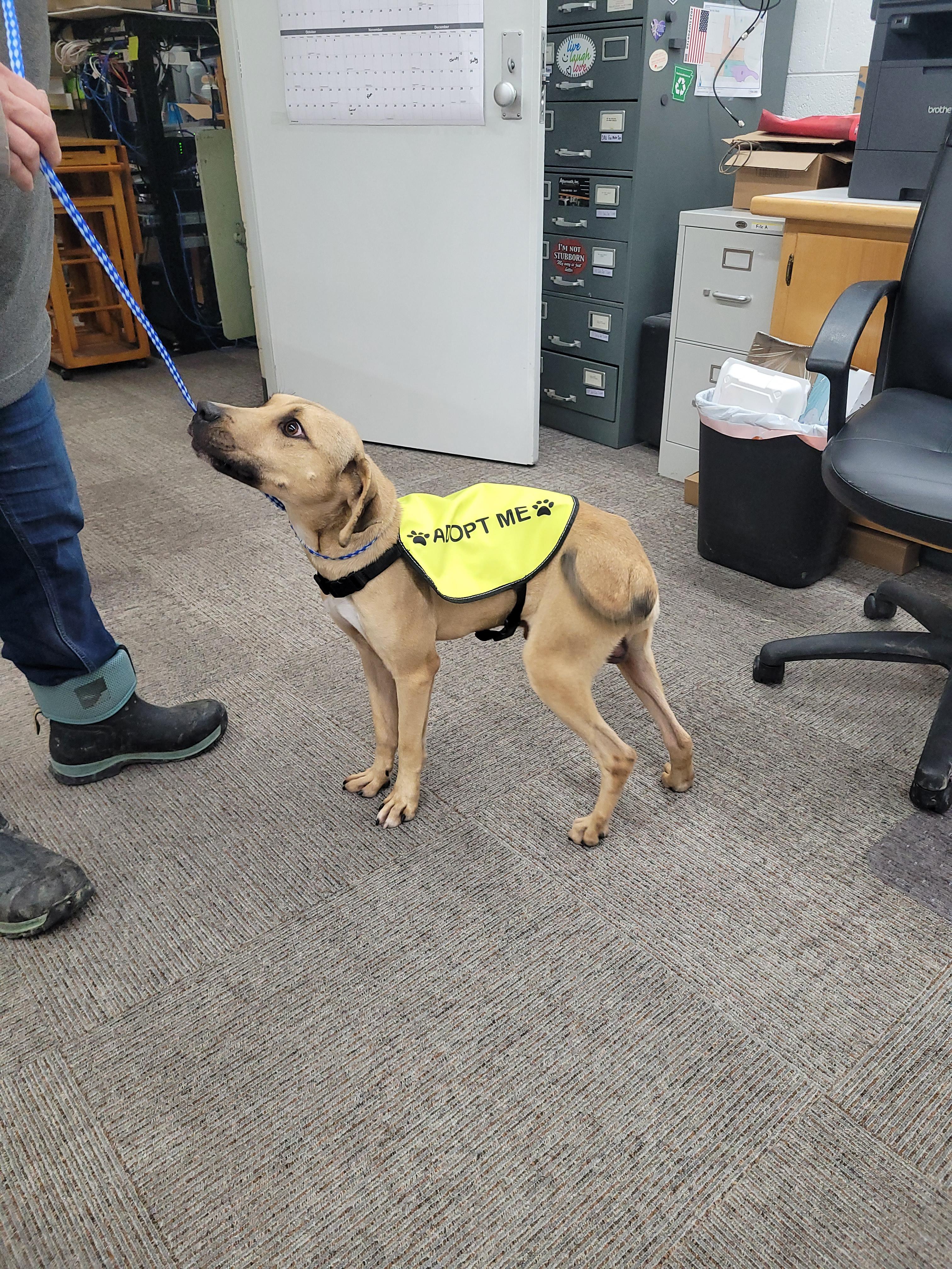 Enlarge Charlie, a ADOPTABLE mixed breed in Des Arc, AR image 2/3