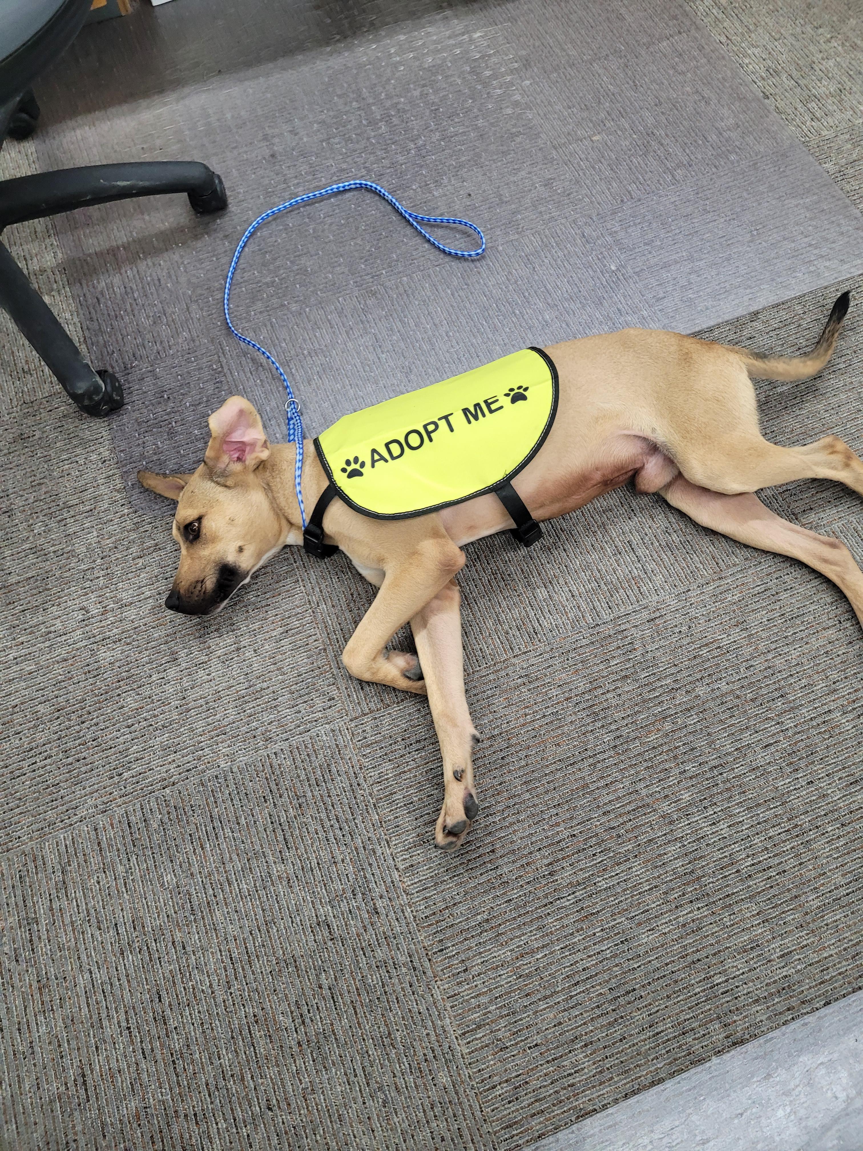 Enlarge Charlie, a ADOPTABLE mixed breed in Des Arc, AR image 3/3