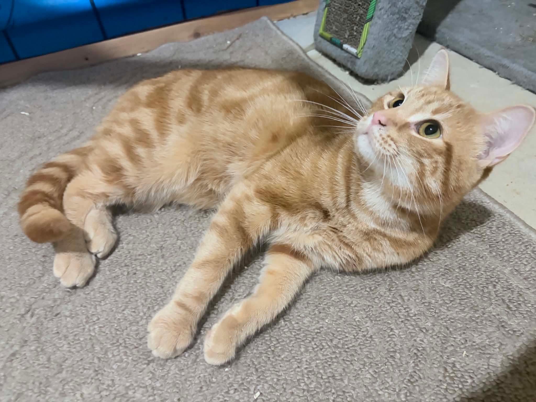 Cheddar, an adopted Domestic Short Hair in Shakespeare, ON image 5/6