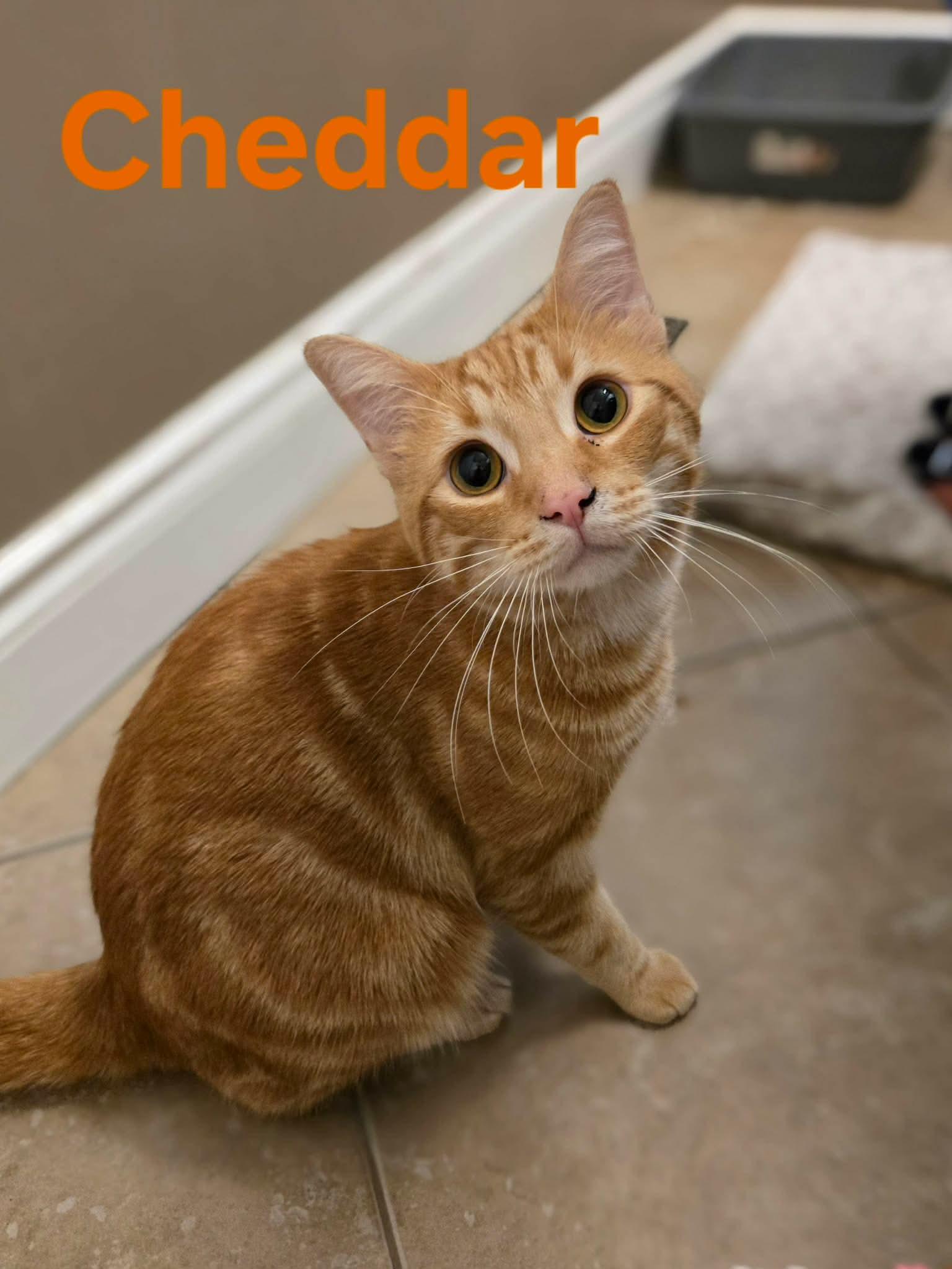 Cheddar, adopted, Young Male Domestic Short Hair.