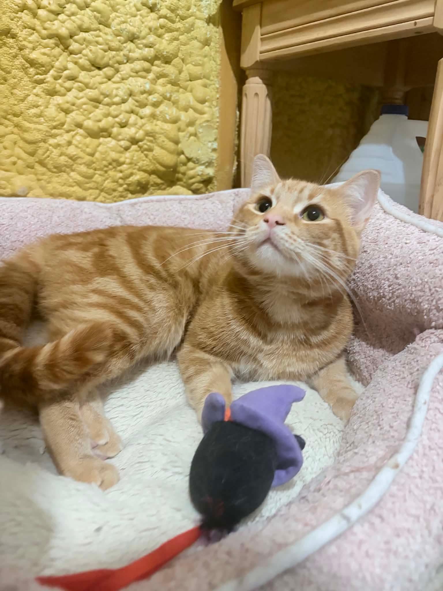 Cheddar, an adopted Domestic Short Hair in Shakespeare, ON image 6/6