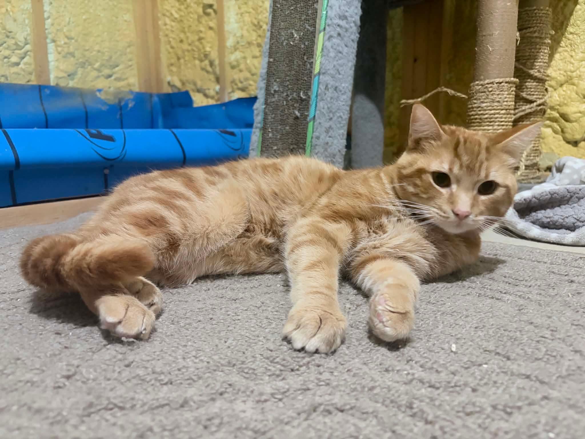 Cheddar, an adopted Domestic Short Hair in Shakespeare, ON image 3/6