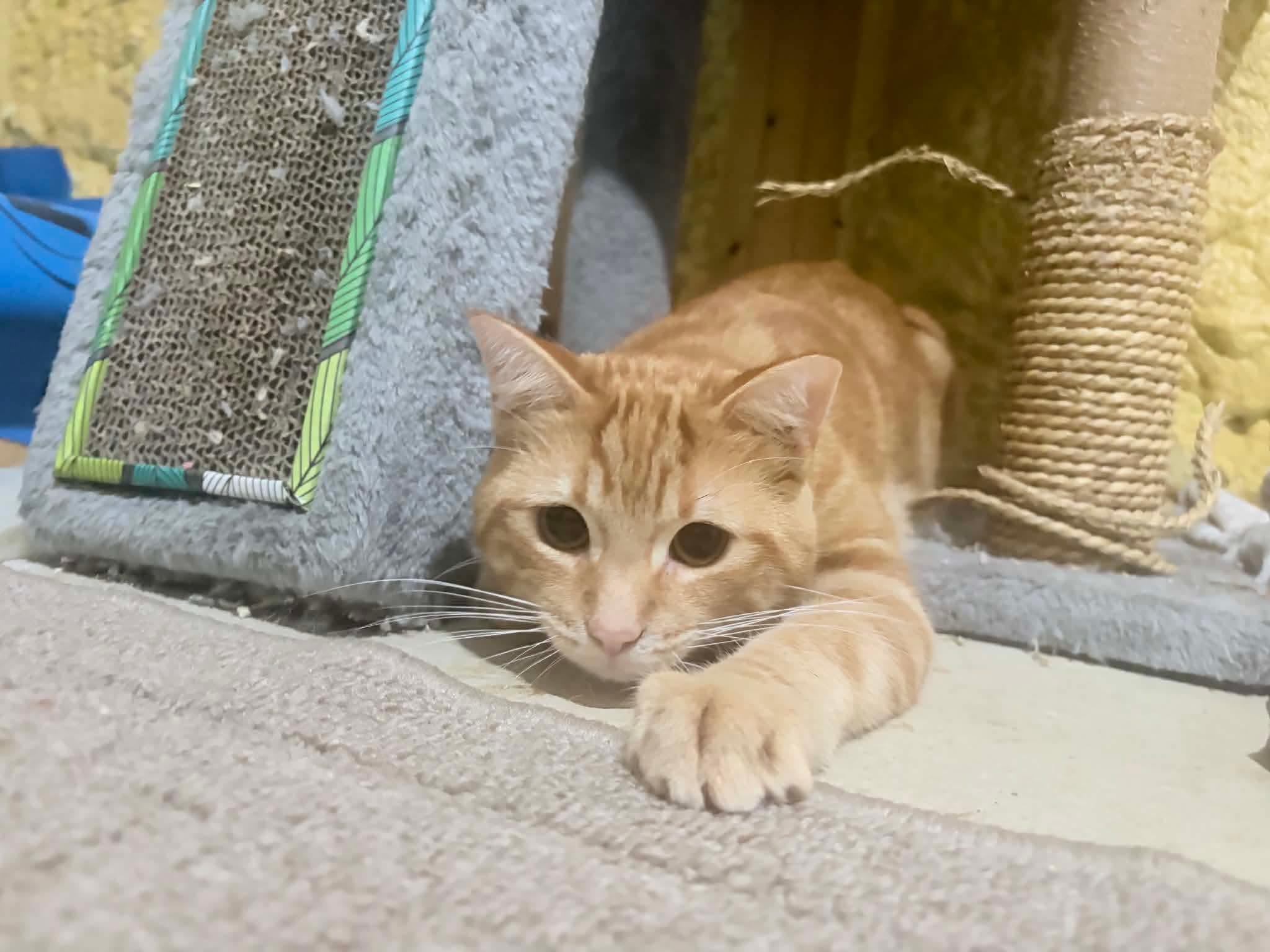 Cheddar, an adopted Domestic Short Hair in Shakespeare, ON image 4/6