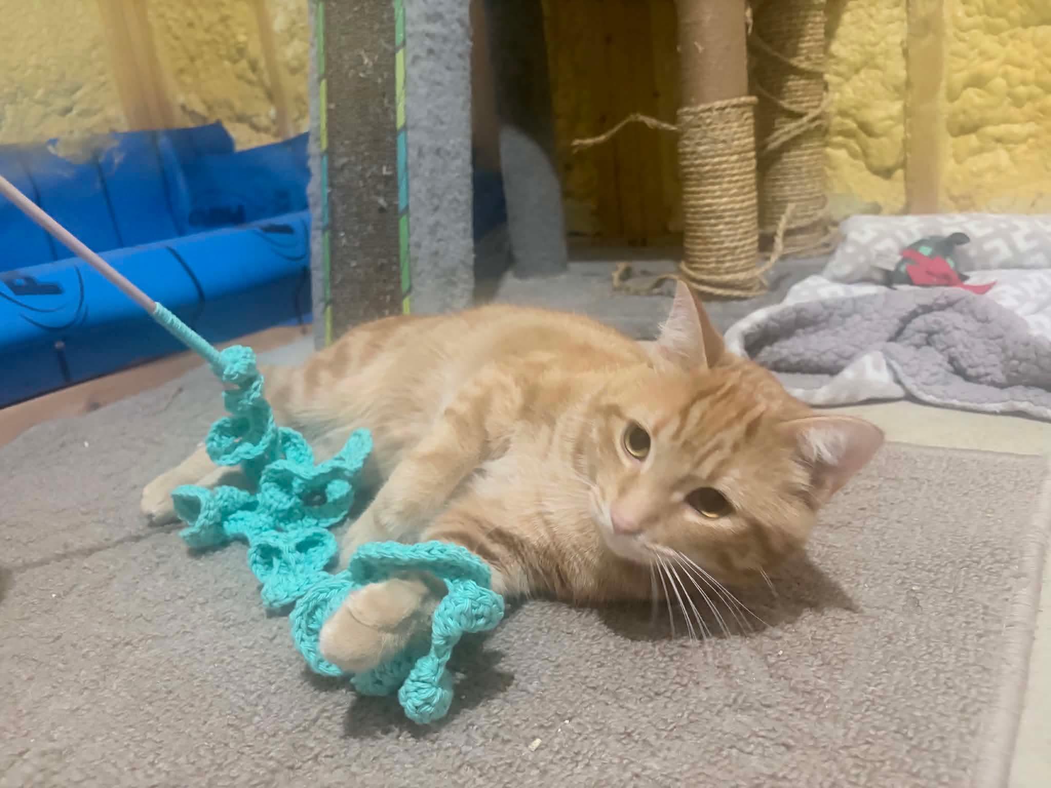Cheddar, an adopted Domestic Short Hair in Shakespeare, ON image 2/6