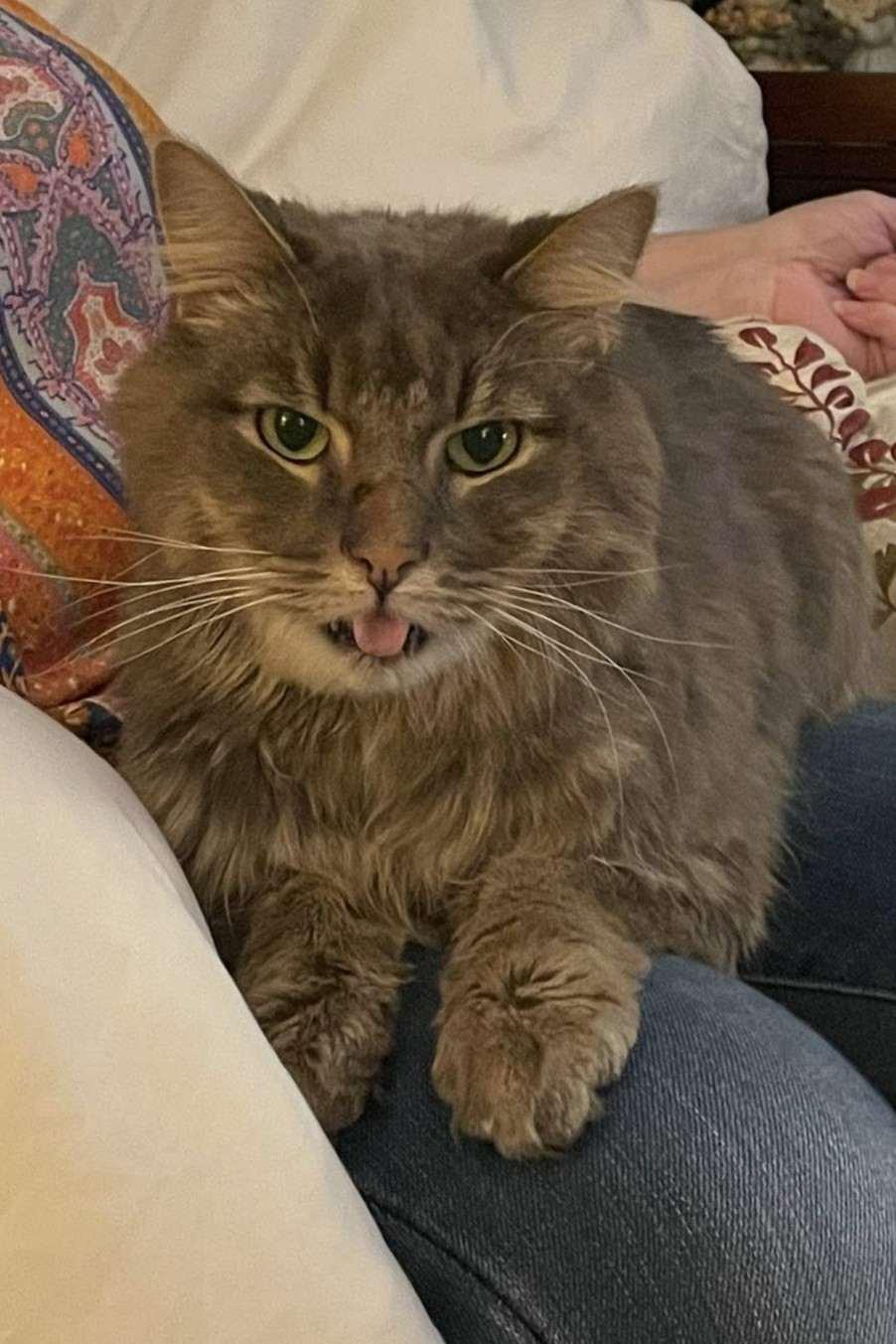 Milkshake (to be adopted with Calypso), Adoptable, Adult Male Domestic Long Hair.