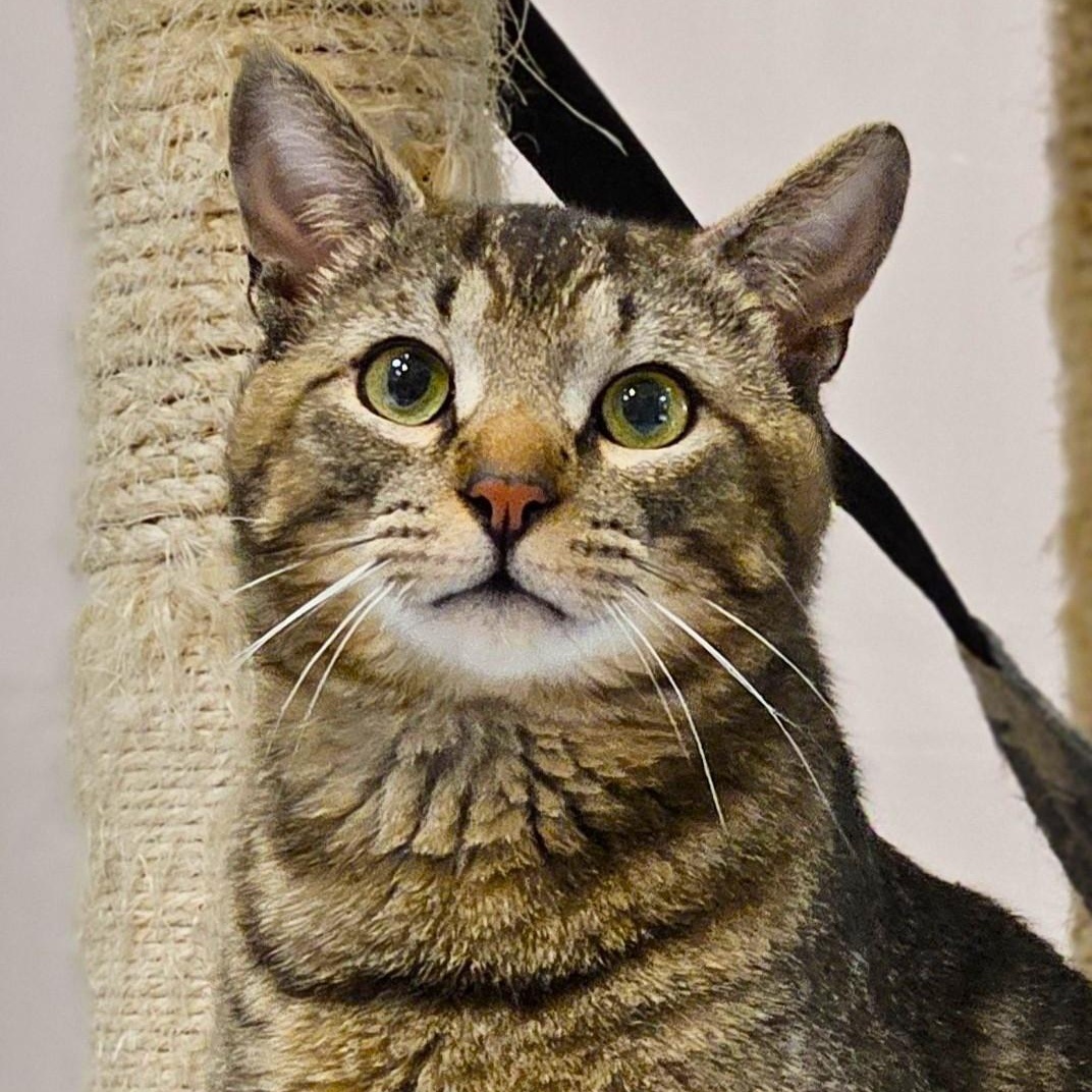 Finnegan, Adoptable, Adult Male Tabby.
