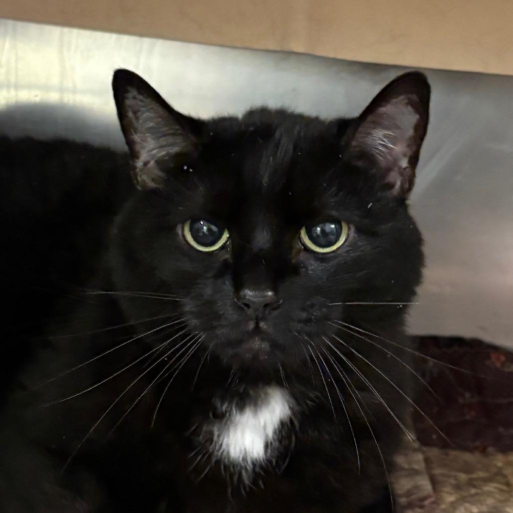 Enlarge D Q, a Adoptable mixed breed in Kennebunk, ME image 1/3