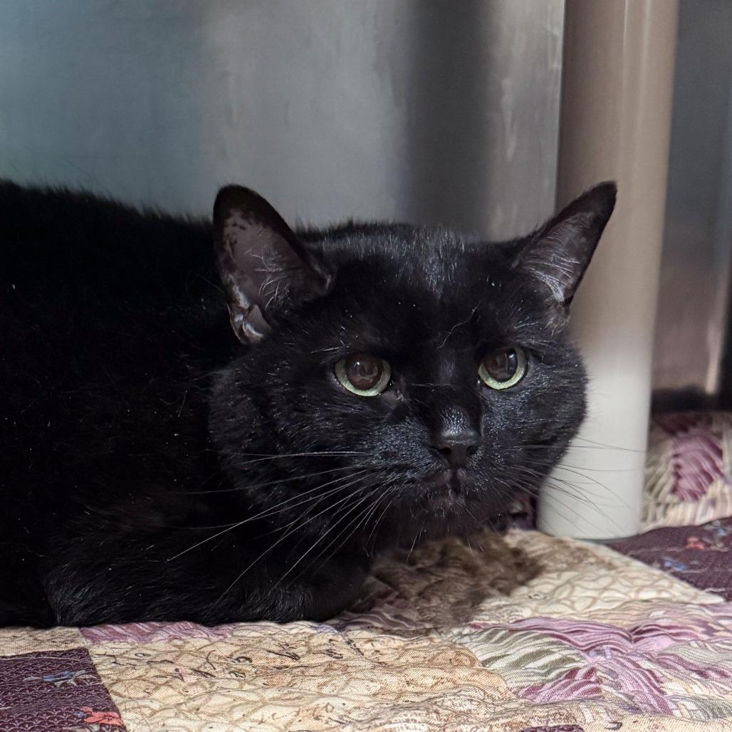 Enlarge D Q, a Adoptable mixed breed in Kennebunk, ME image 2/3