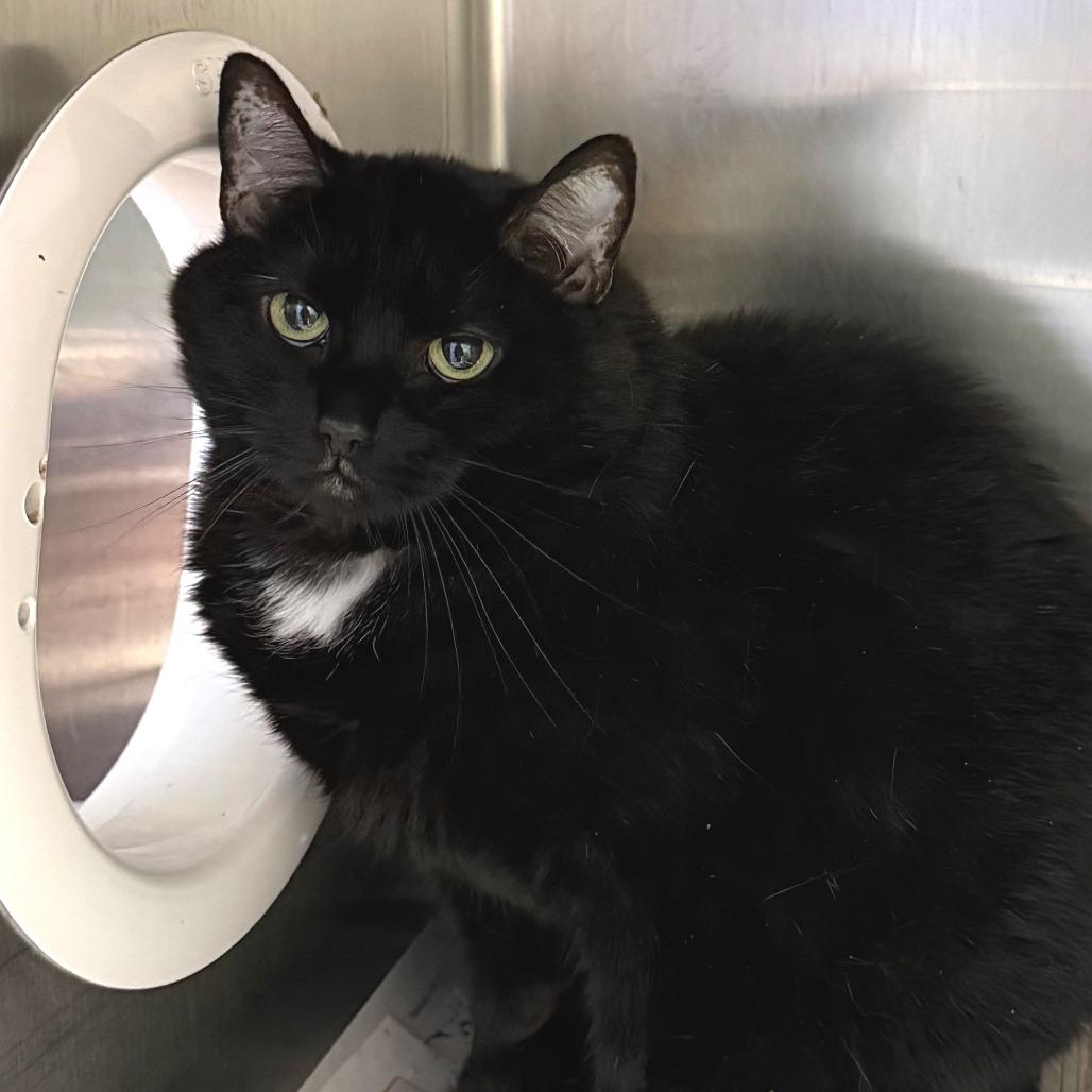 Enlarge D Q, a Adoptable mixed breed in Kennebunk, ME image 3/3