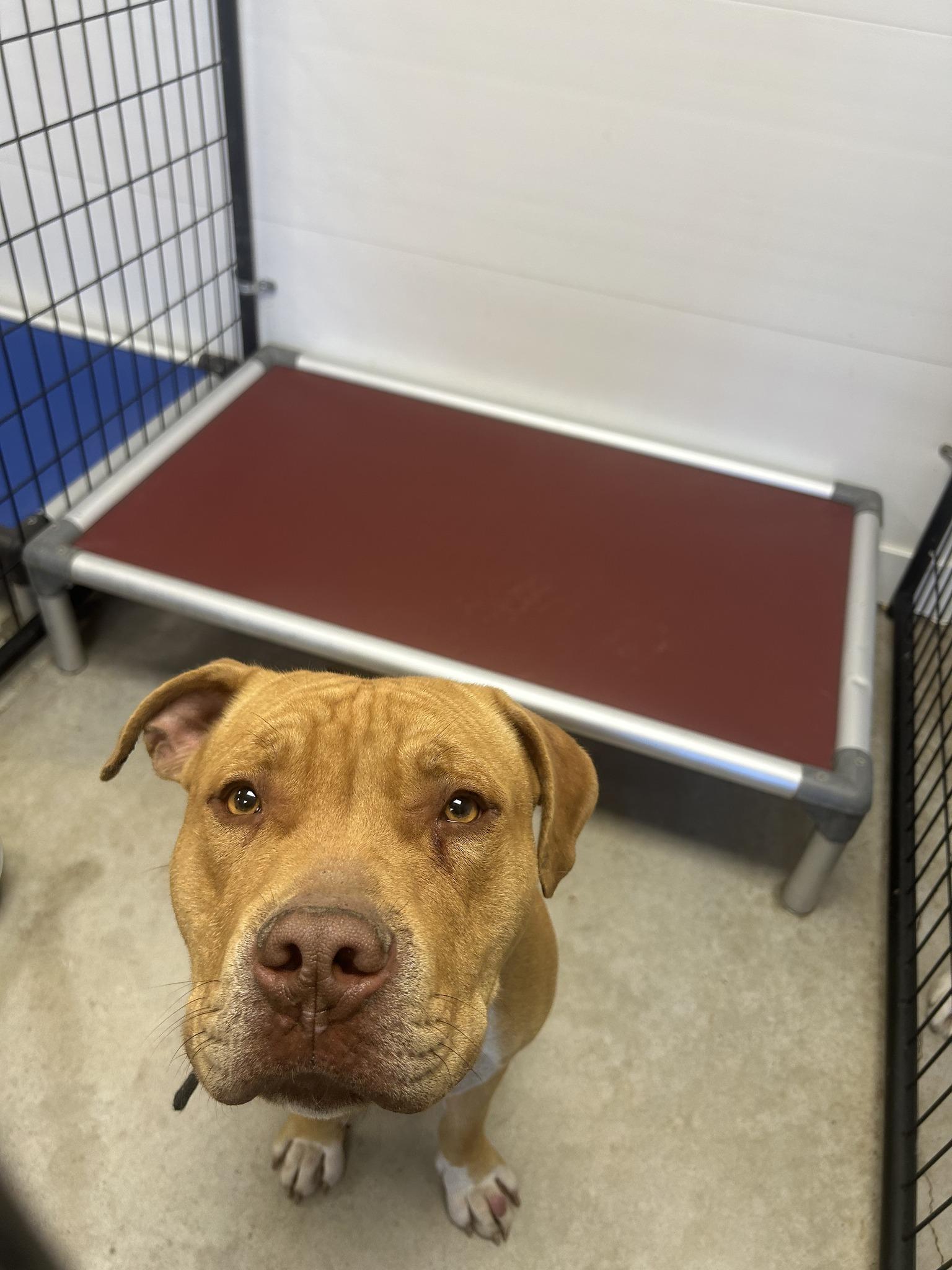 Enlarge Red, a Adoptable Pit Bull Terrier in Blue Earth, MN image 1/1