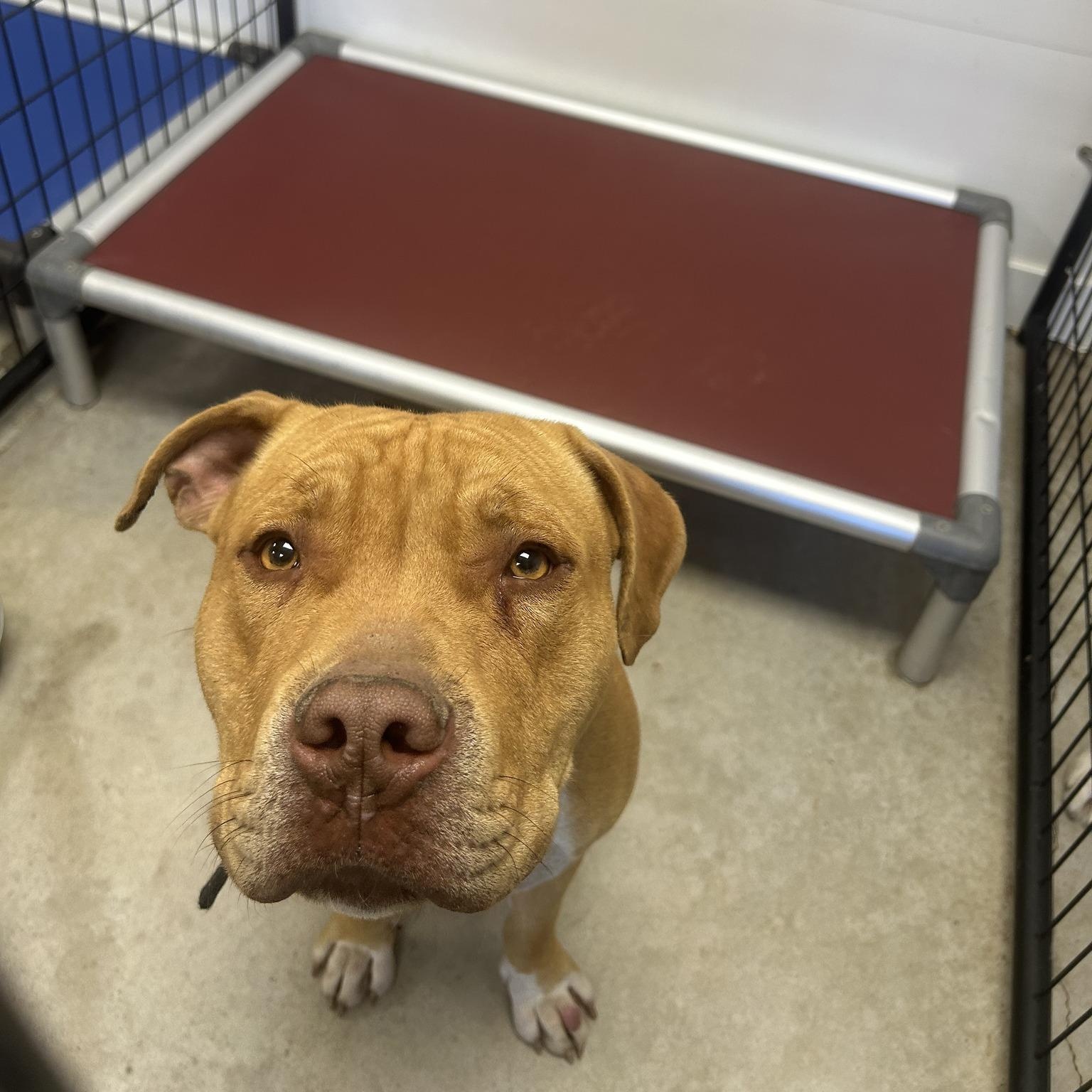 Enlarge Red, an adoptable Pit Bull Terrier in Blue Earth, MN image 1/1
