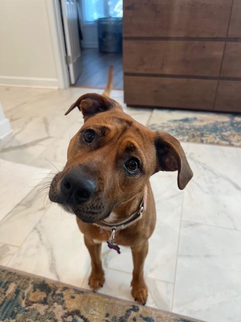 SHYANN PAWS, Adoptable, Adult Female Terrier & Mixed Breed.