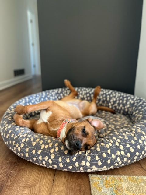 Enlarge SHYANN PAWS, a Adoptable mixed breed in Atlanta, GA image 1/3