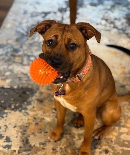 Enlarge SHYANN PAWS, a Adoptable mixed breed in Atlanta, GA image 3/3