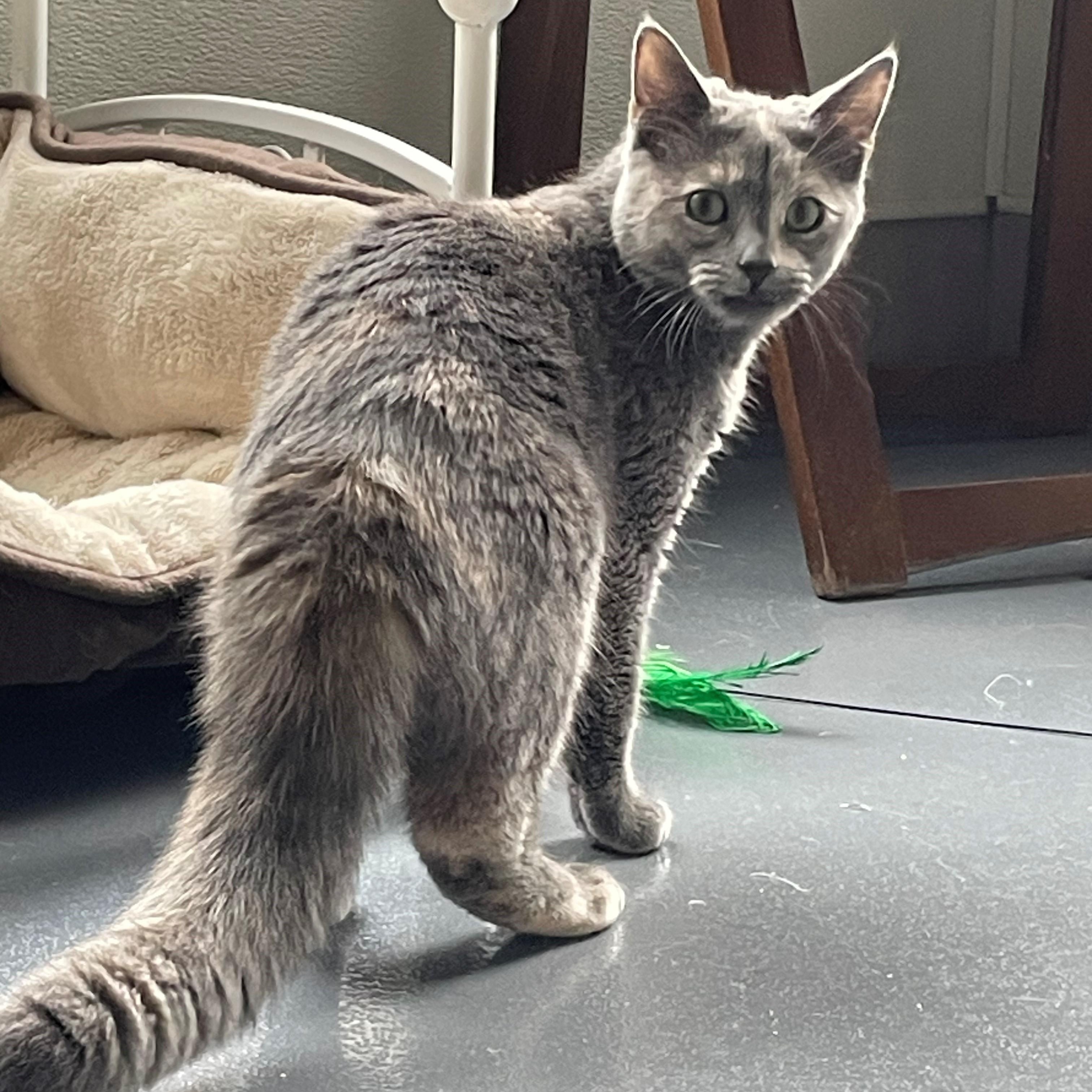 Dakota — thumbnail 3