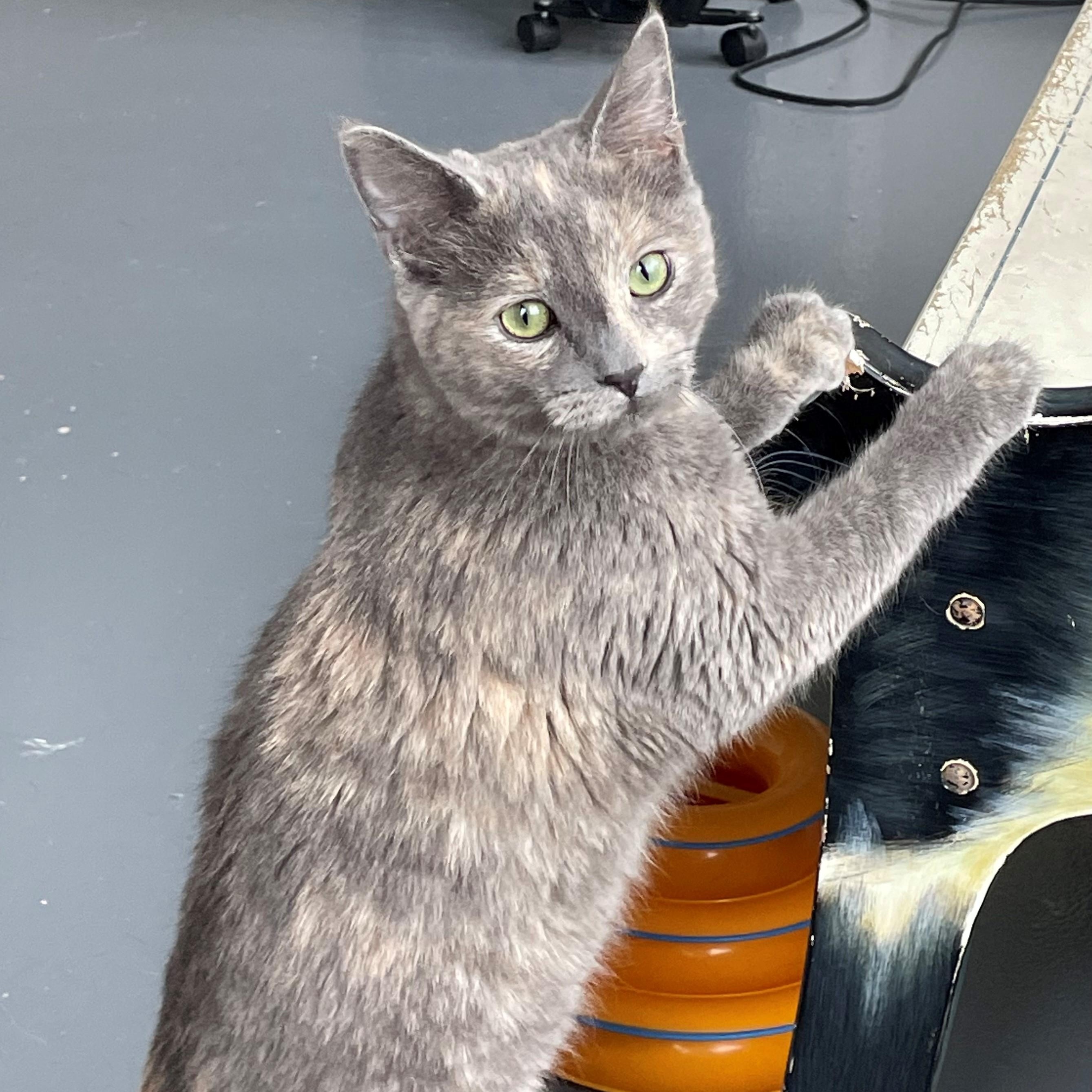 Dakota — thumbnail 5