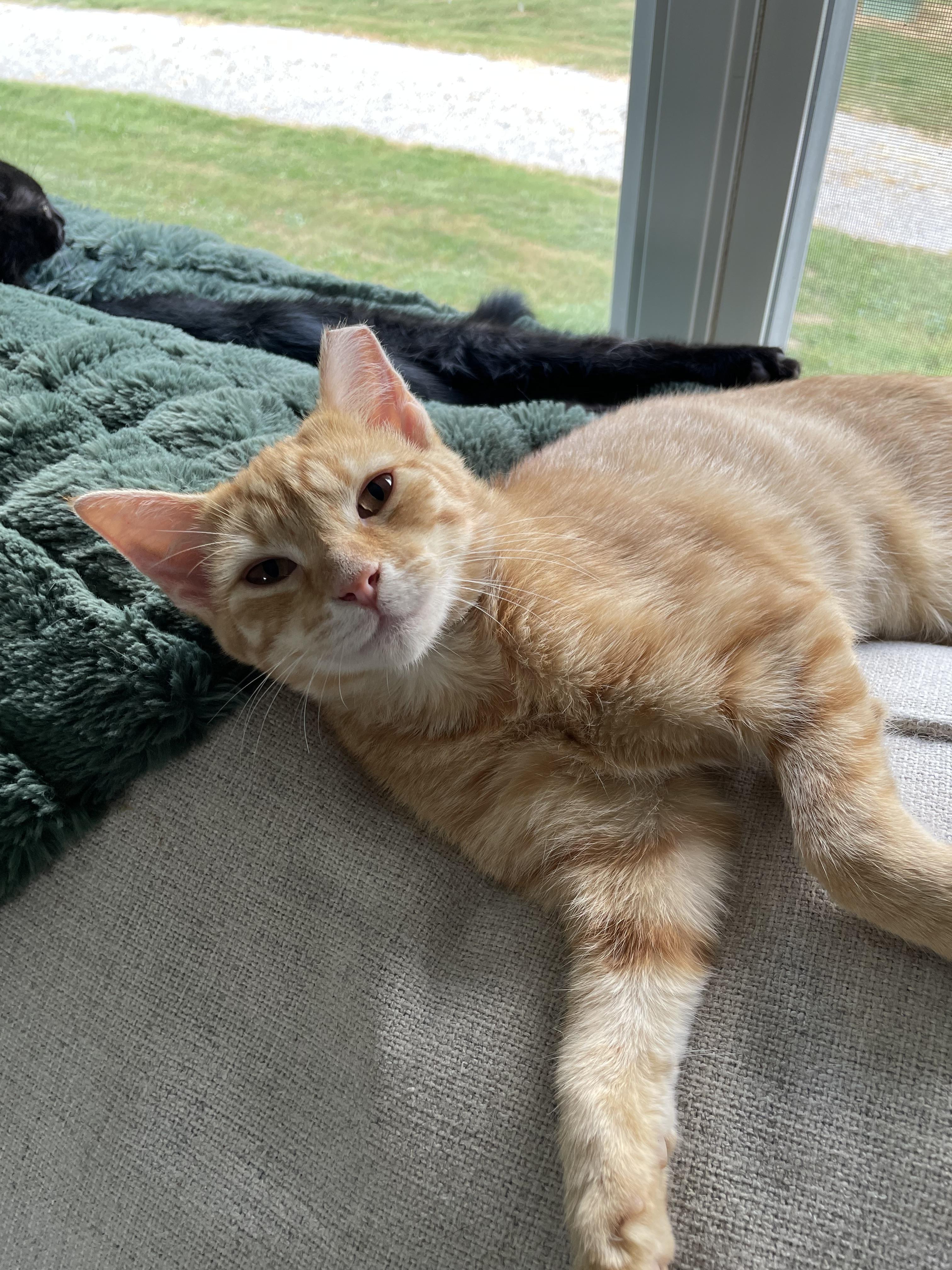 Lisa, Adoptable, Kitten Female Domestic Short Hair.