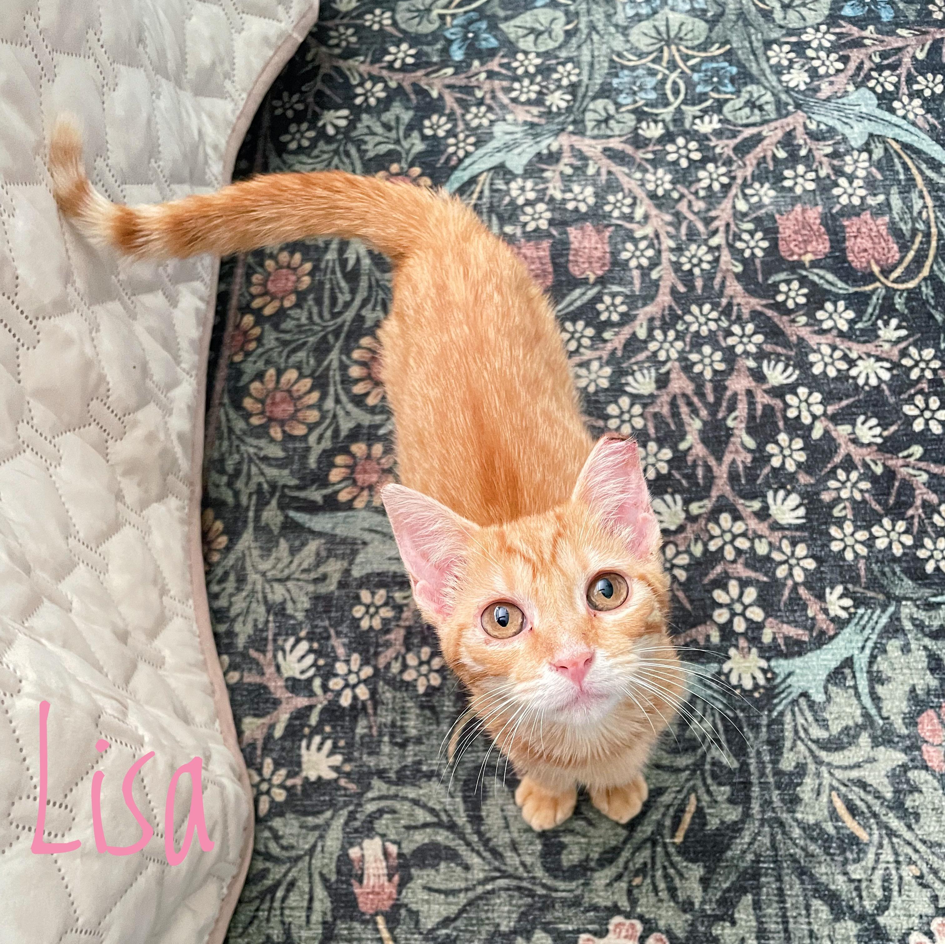 Lisa, a Adoptable Domestic Short Hair in Bethel, OH image 3/3