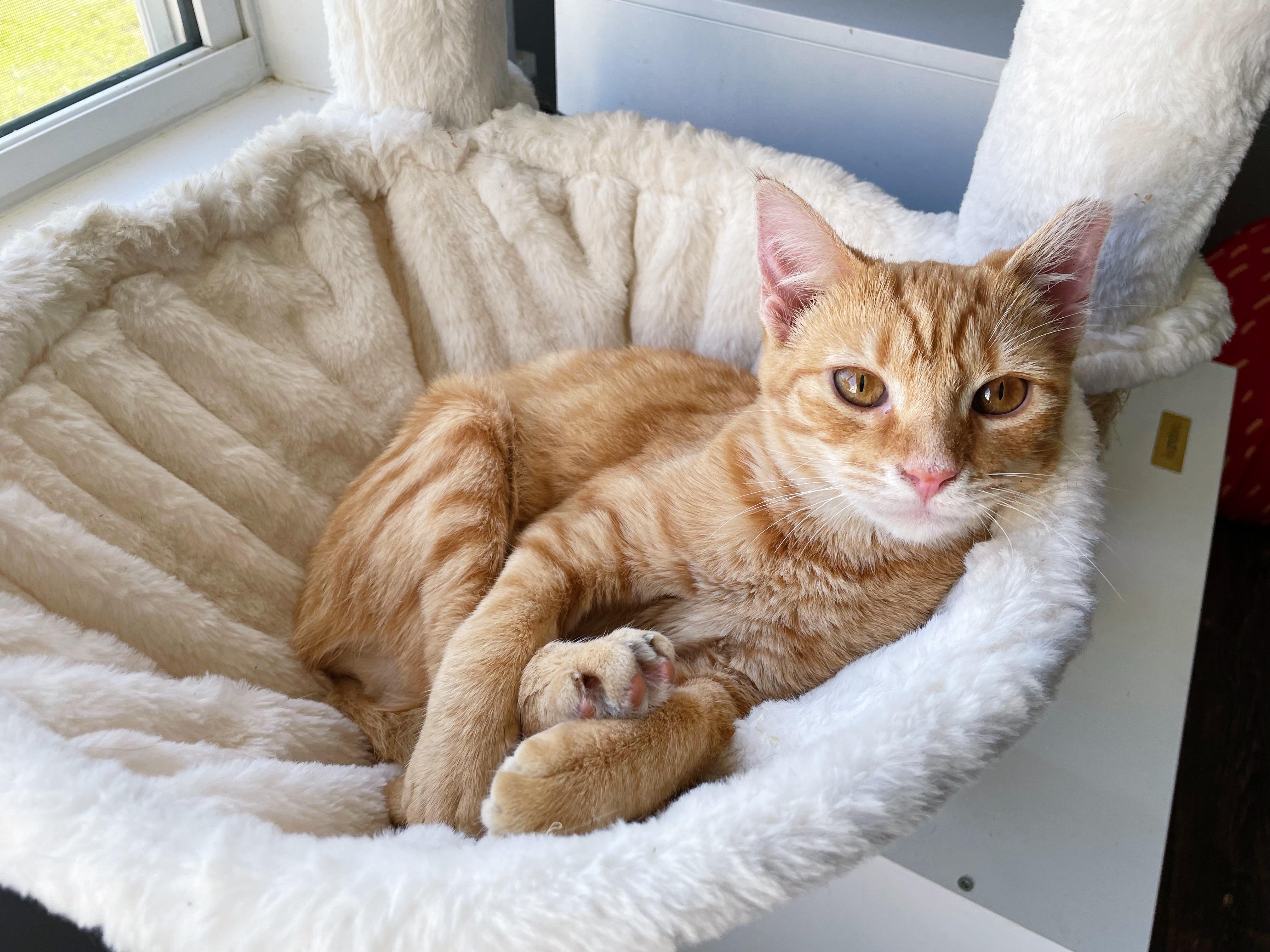 Lisa, a Adoptable Domestic Short Hair in Bethel, OH image 1/3