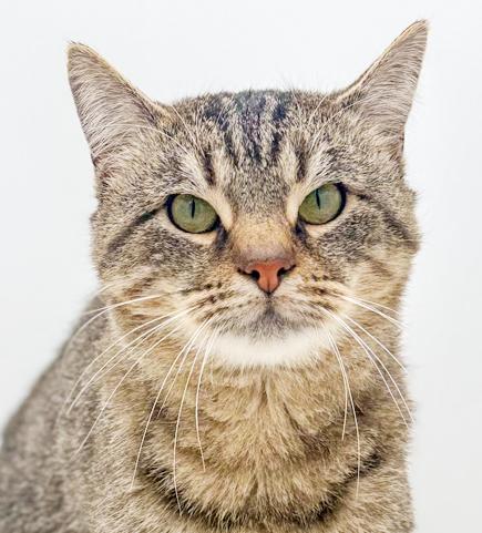 Enlarge King will rock' your kitty world!  Therapy lover boy!  VIDEO!, a Adoptable mixed breed in Bedford Hills, NY image 3/6