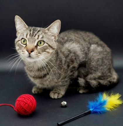 Enlarge King will rock' your kitty world!  Therapy lover boy!  VIDEO!, a Adoptable mixed breed in Bedford Hills, NY image 5/6