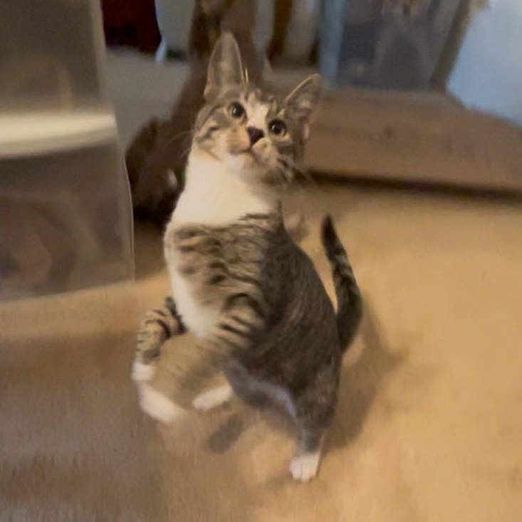 Enlarge Fumble, an adopted Domestic Short Hair in Springdale, AR image 1/3