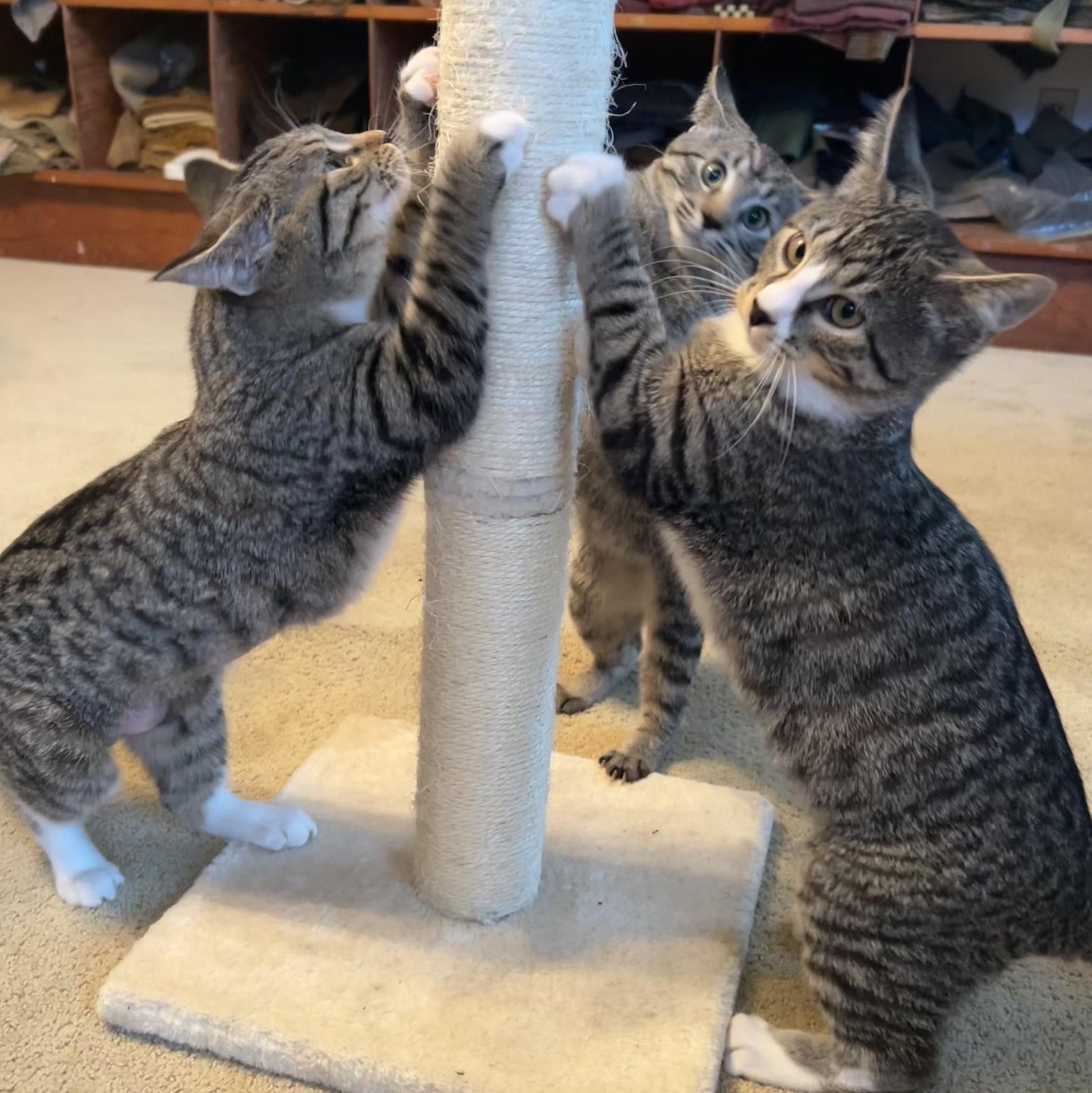 Enlarge Fumble, an adopted Domestic Short Hair in Springdale, AR image 2/3