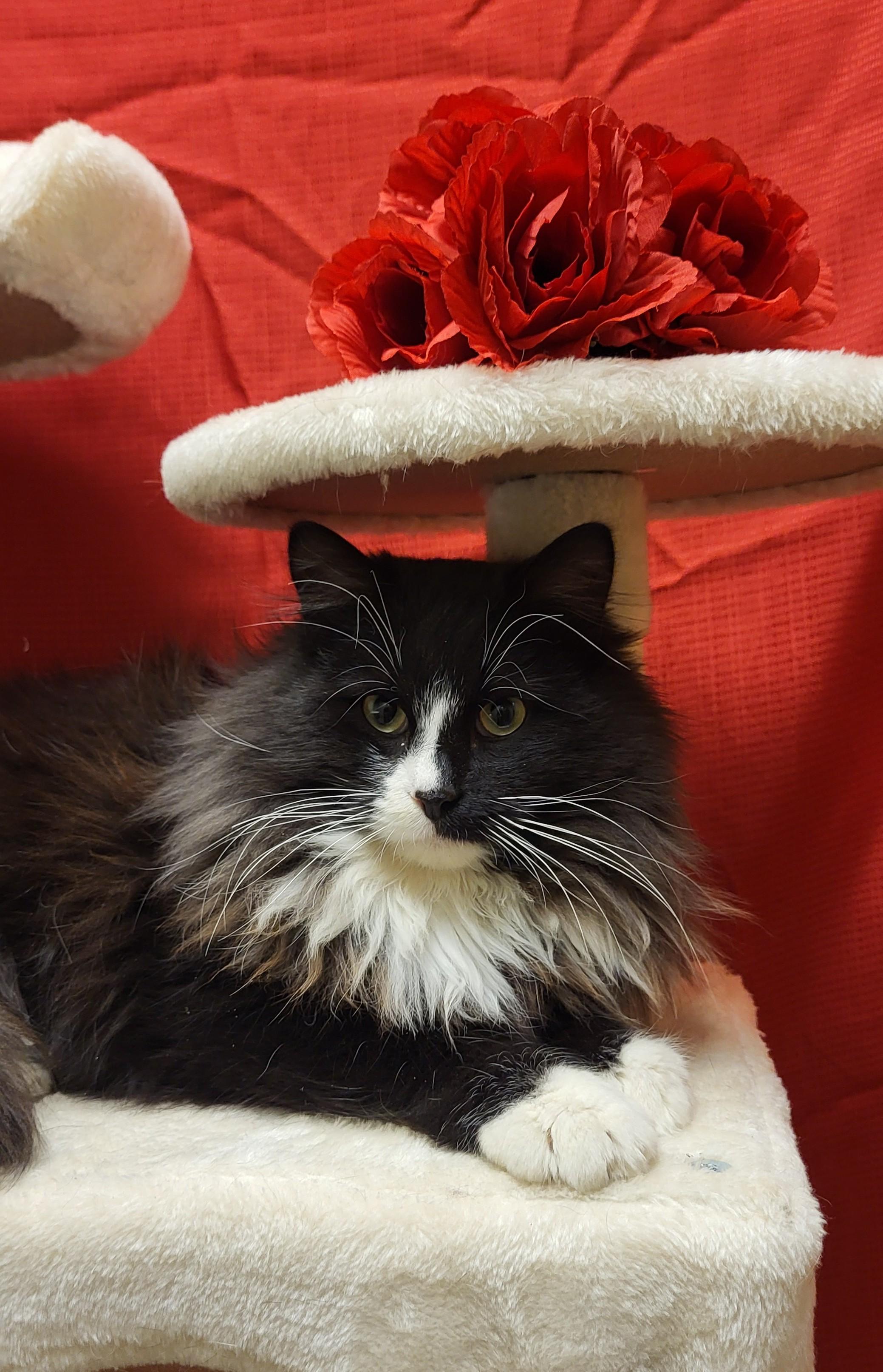 26-0035 "McFluff", ADOPTABLE, Young Male Domestic Long Hair.