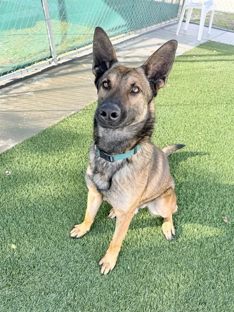 Enlarge TEDDY, a Adoptable German Shepherd Dog in Agoura, CA image 1/1