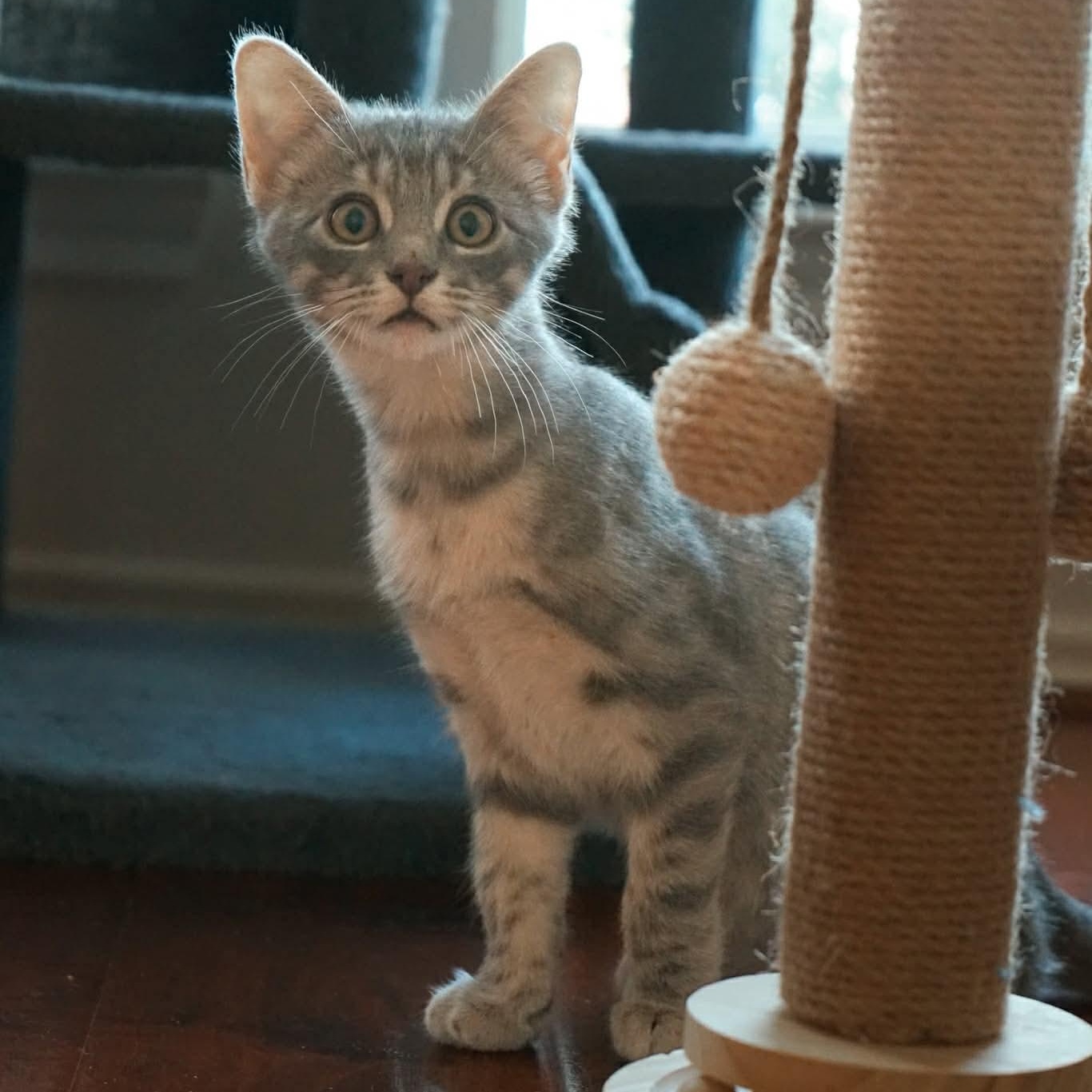 Enlarge Earl, an adopted mixed breed in Fort Worth, TX image 4/6